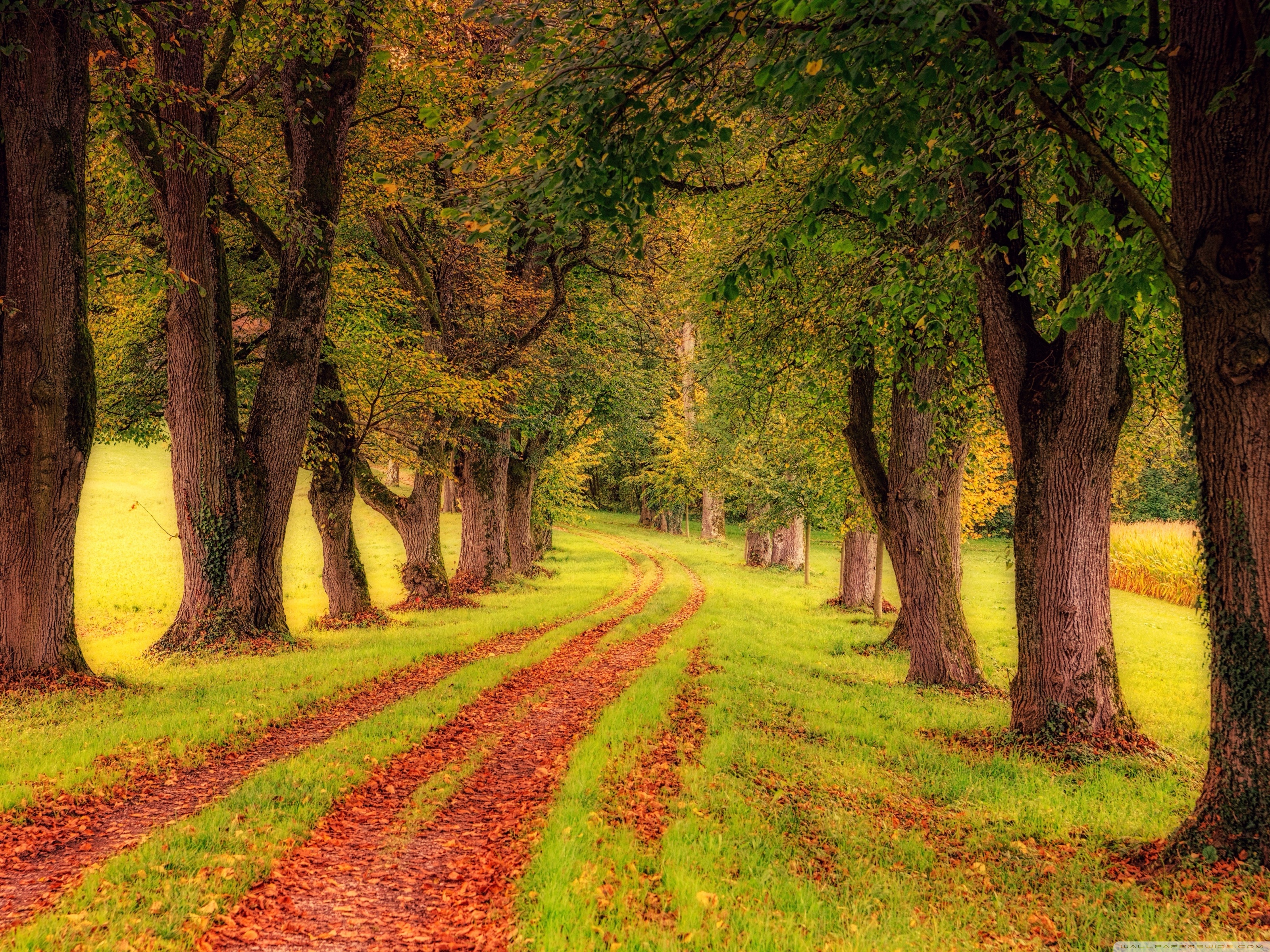 Green Yellow Pathway Wallpapers