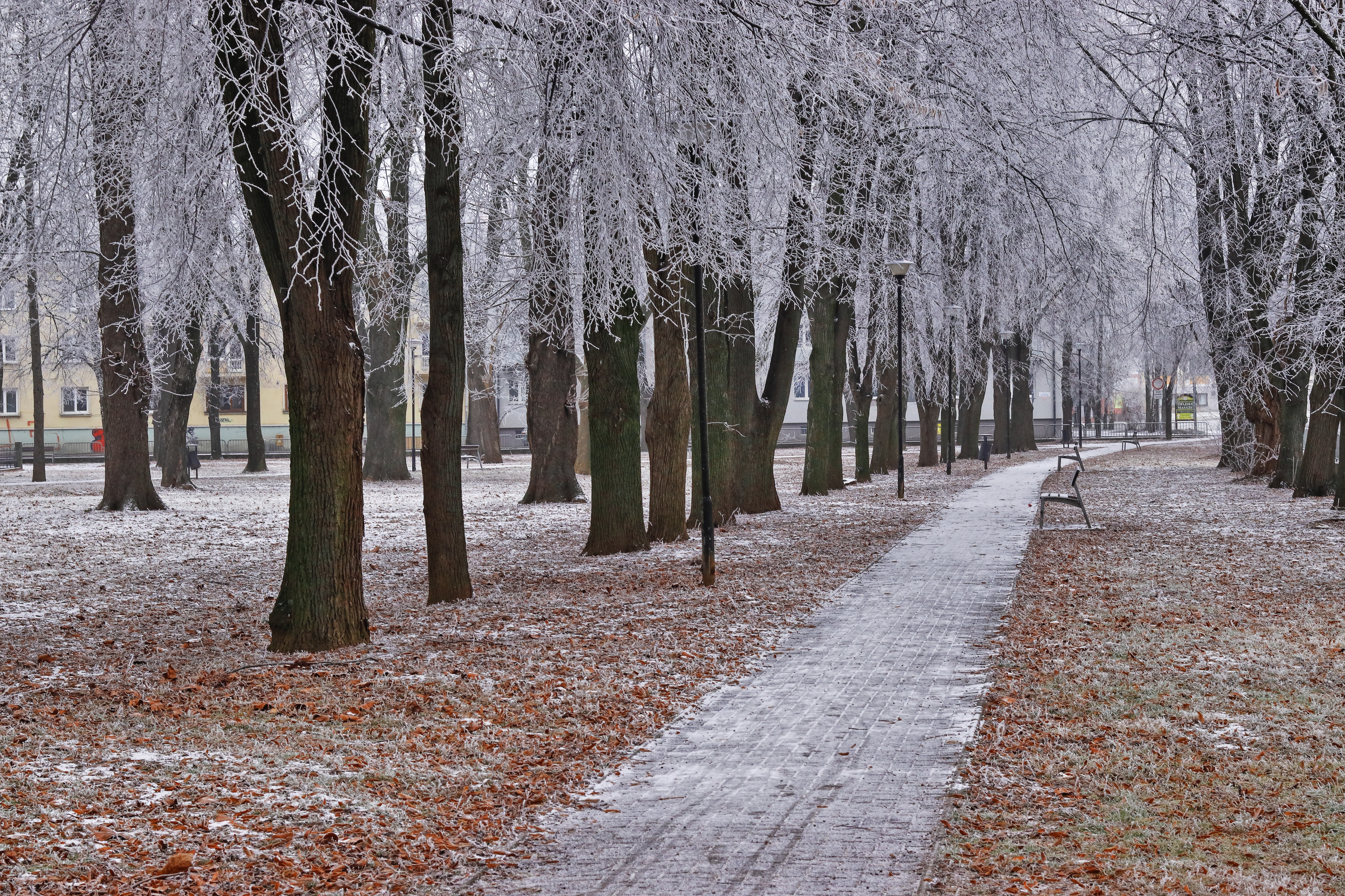 Green Yellow Pathway Wallpapers