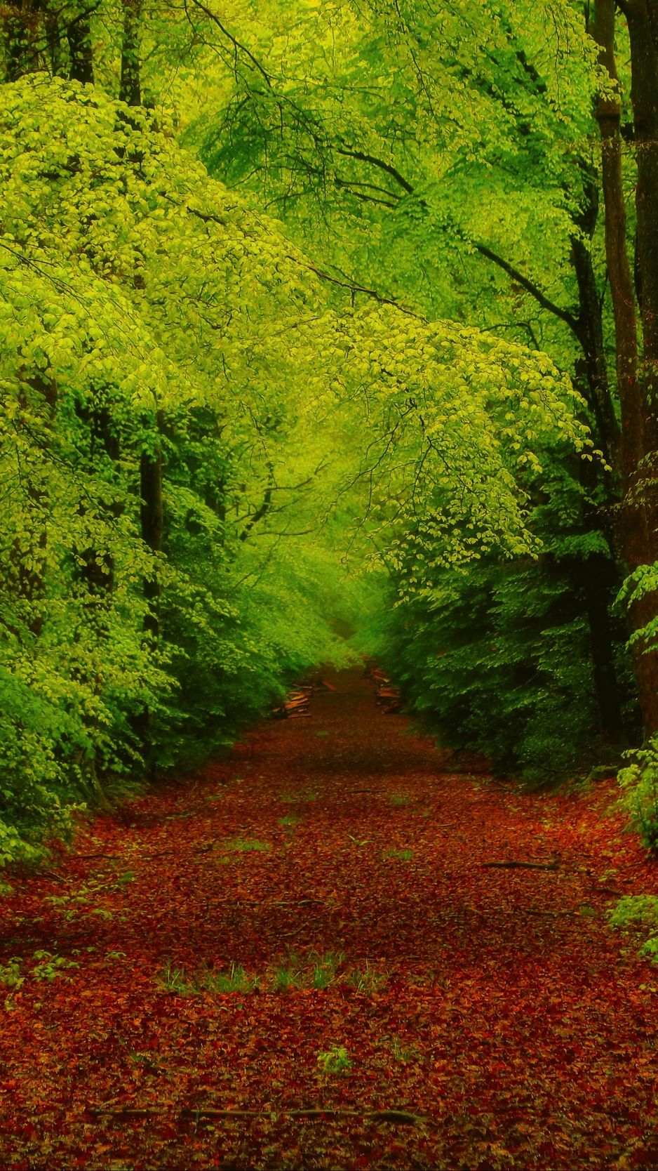 Green Yellow Pathway Wallpapers