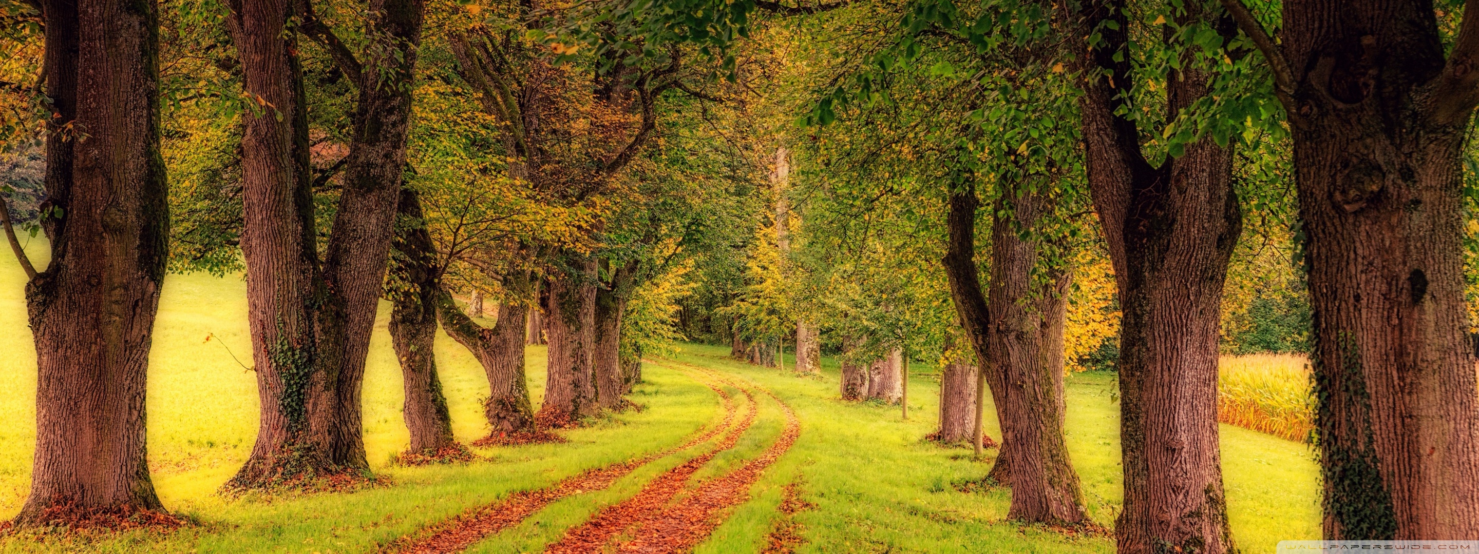 Green Yellow Pathway Wallpapers