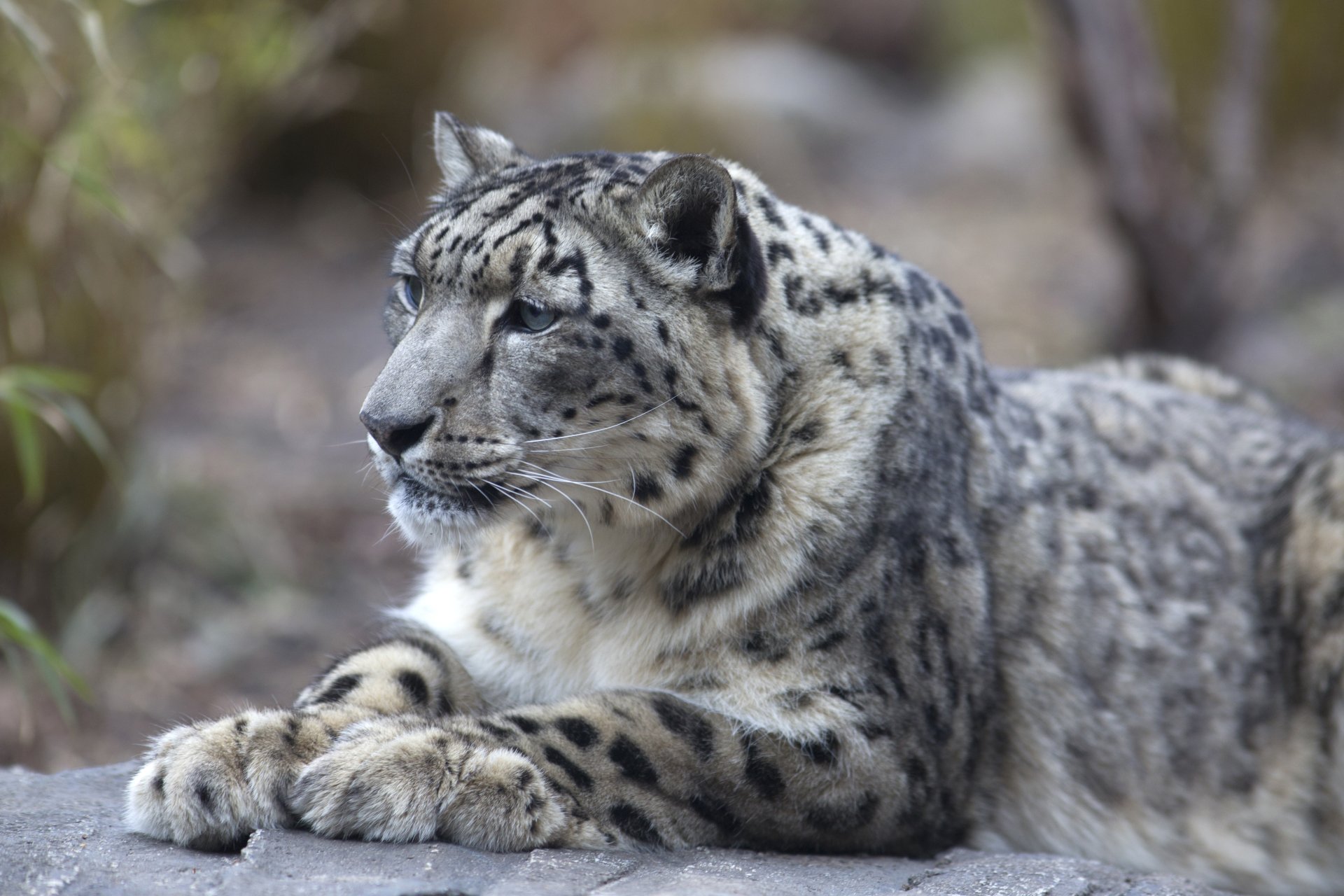 Aqua Snow Leopard Wallpapers