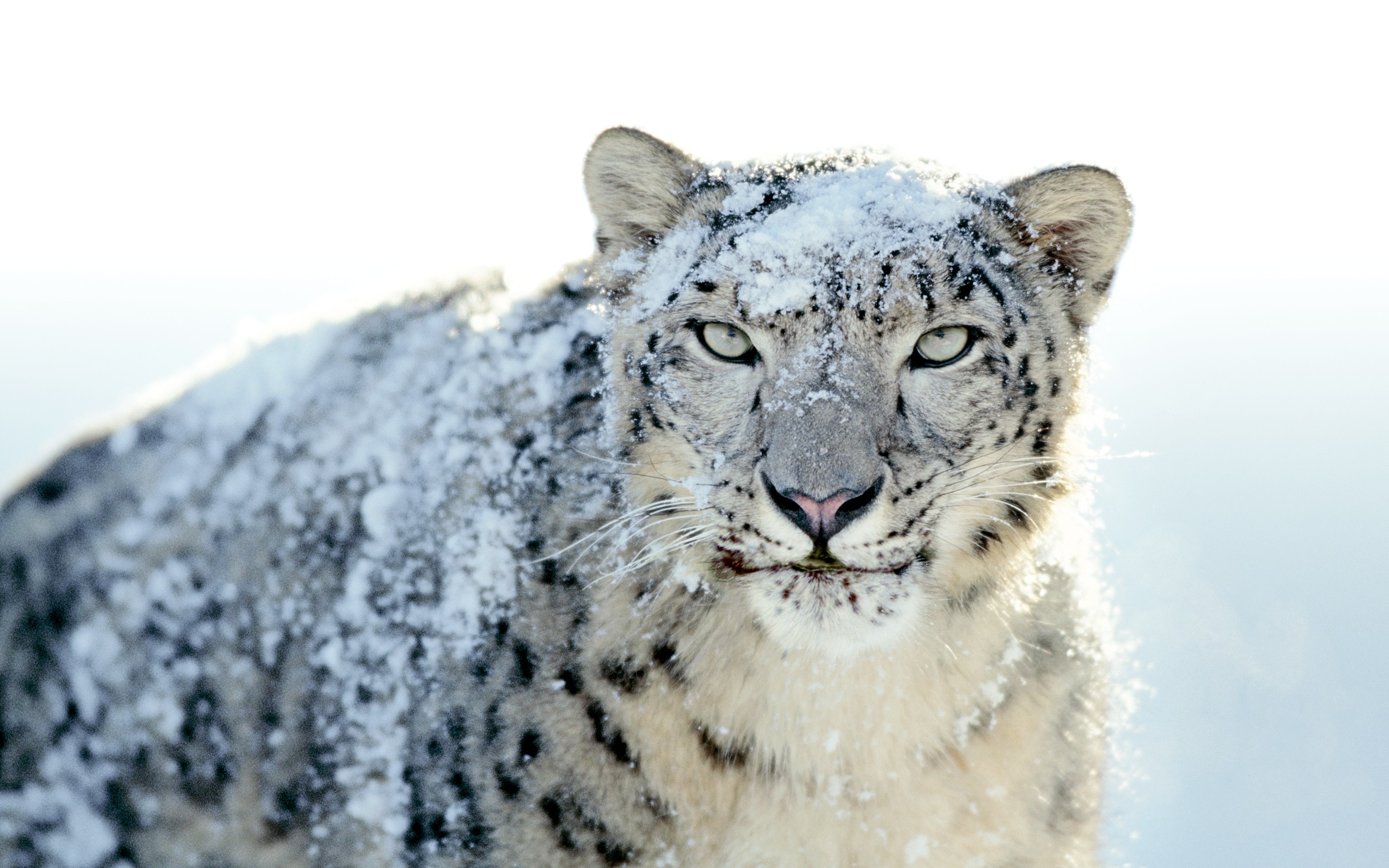 Aqua Snow Leopard Wallpapers