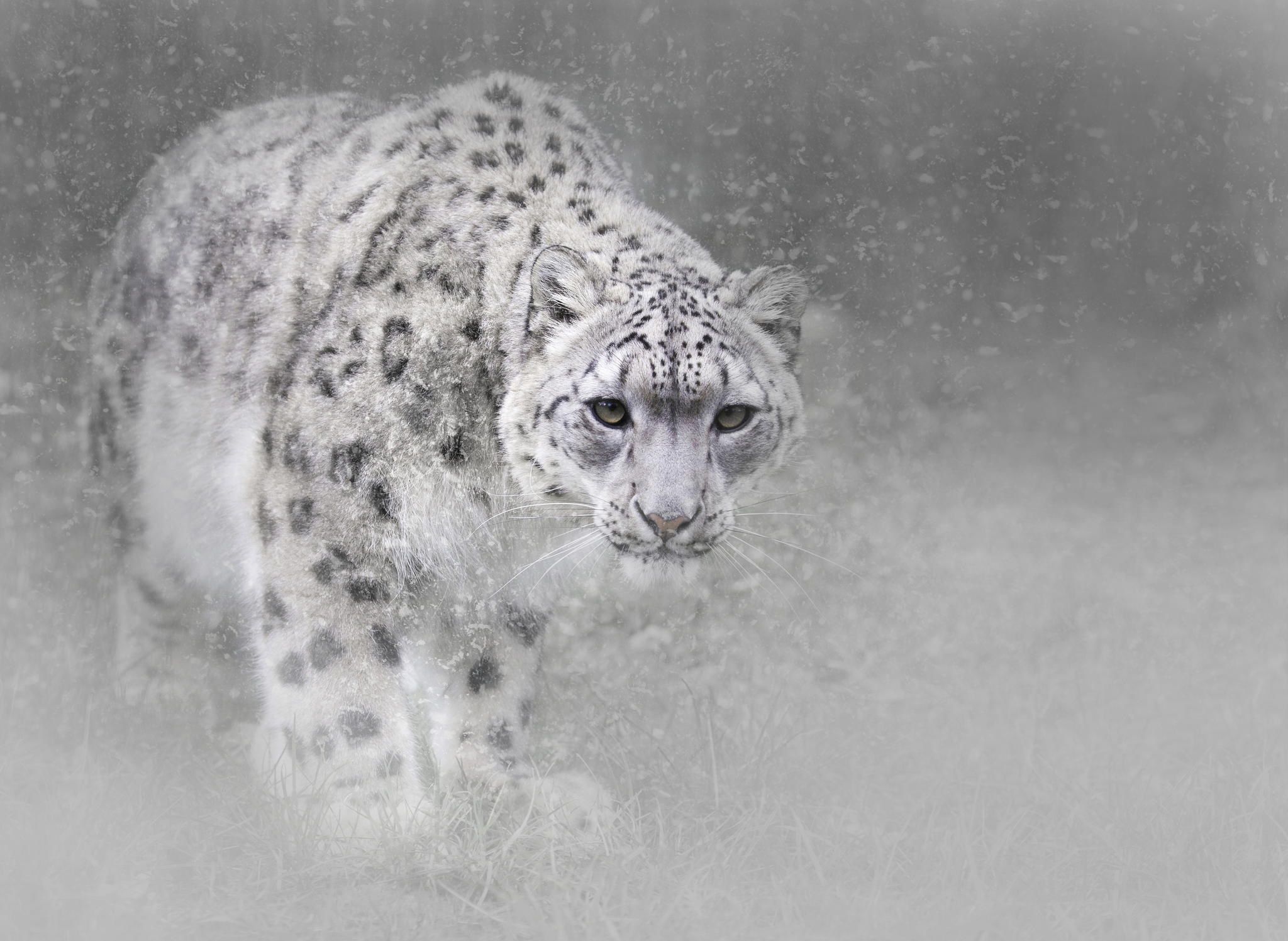 Aqua Snow Leopard Wallpapers