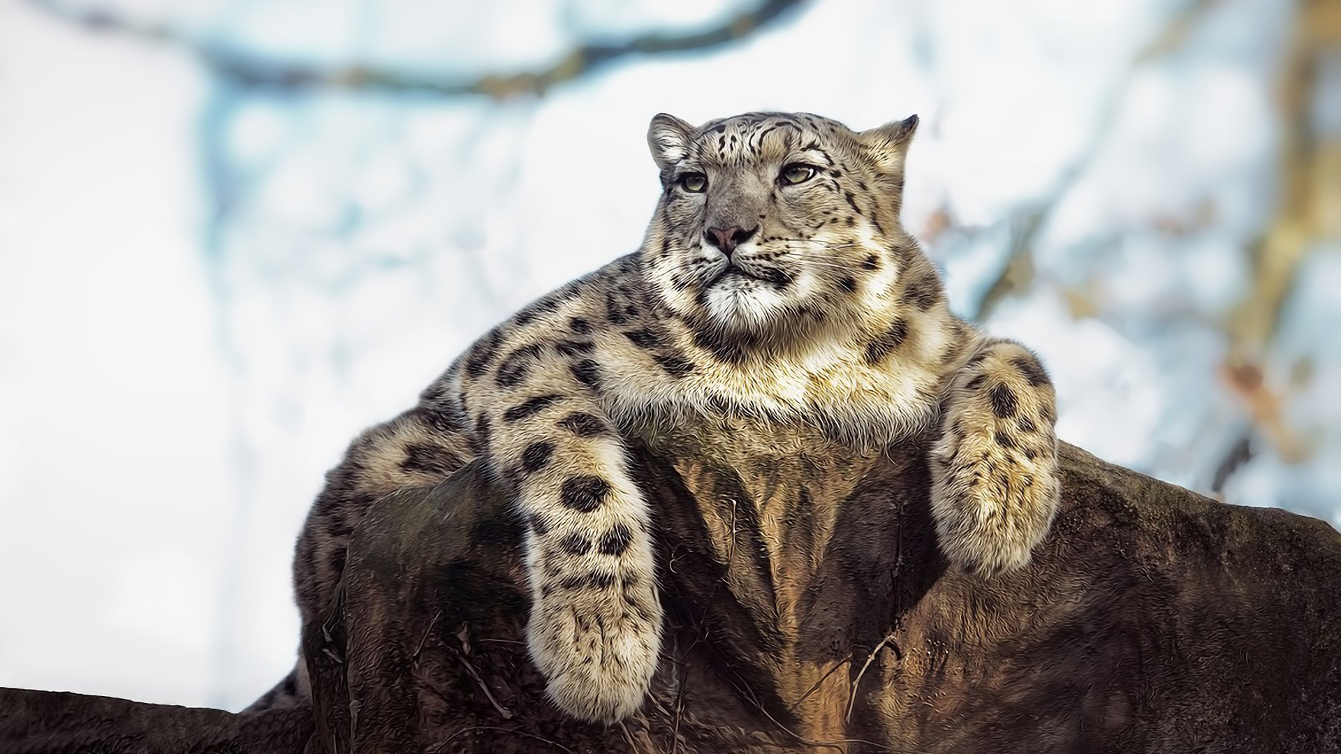 Aqua Snow Leopard Wallpapers