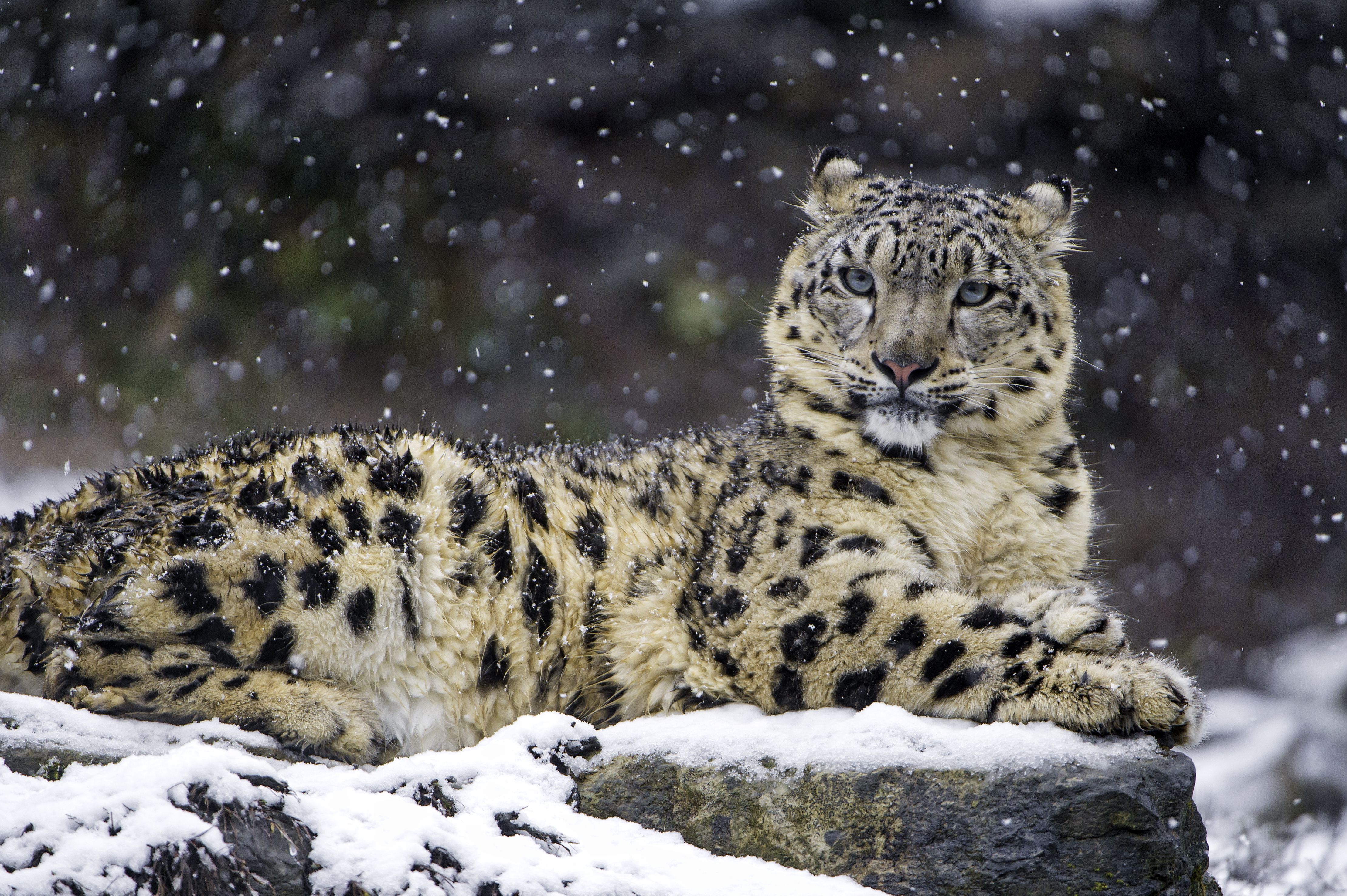 Aqua Snow Leopard Wallpapers