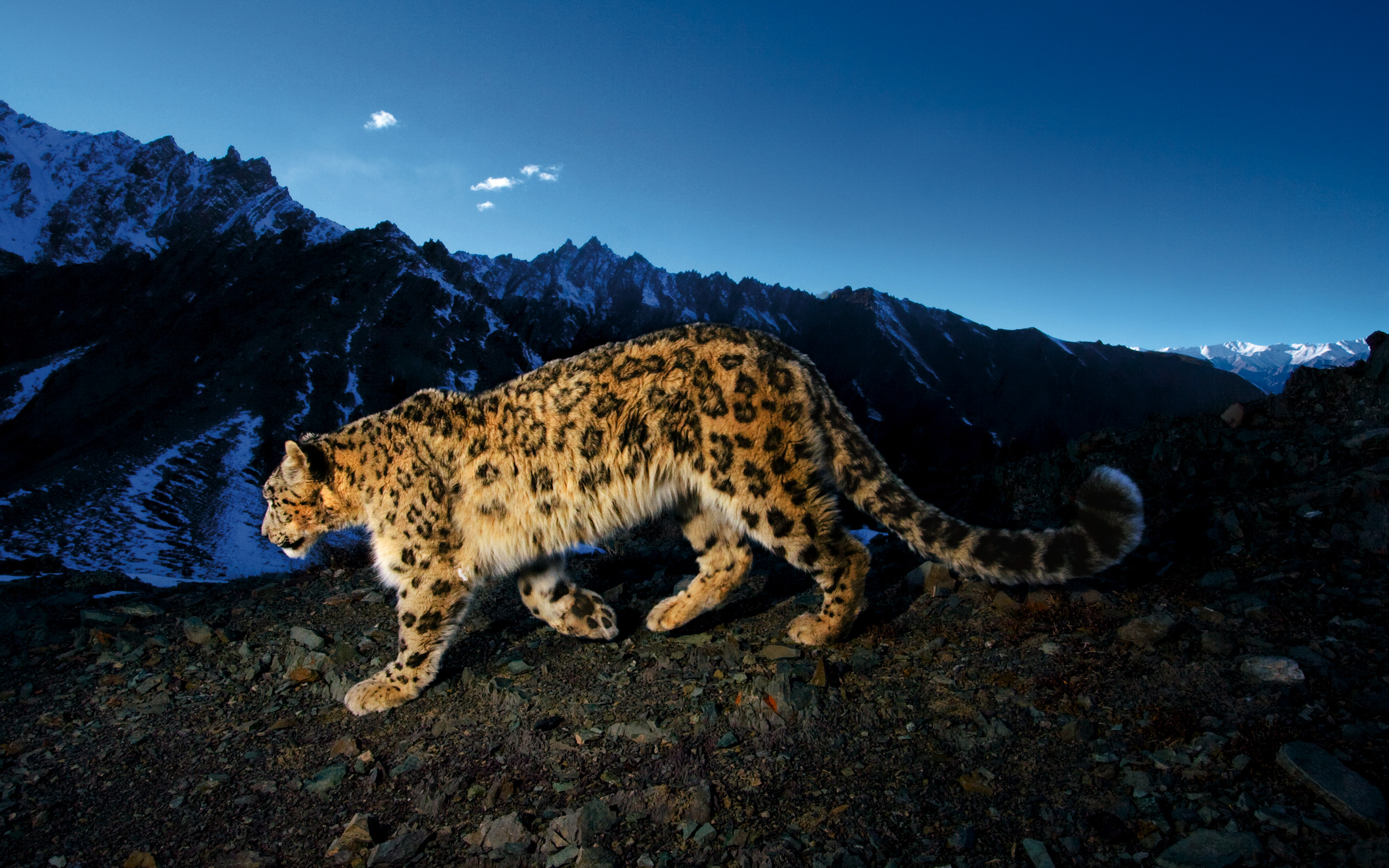 Aqua Snow Leopard Wallpapers