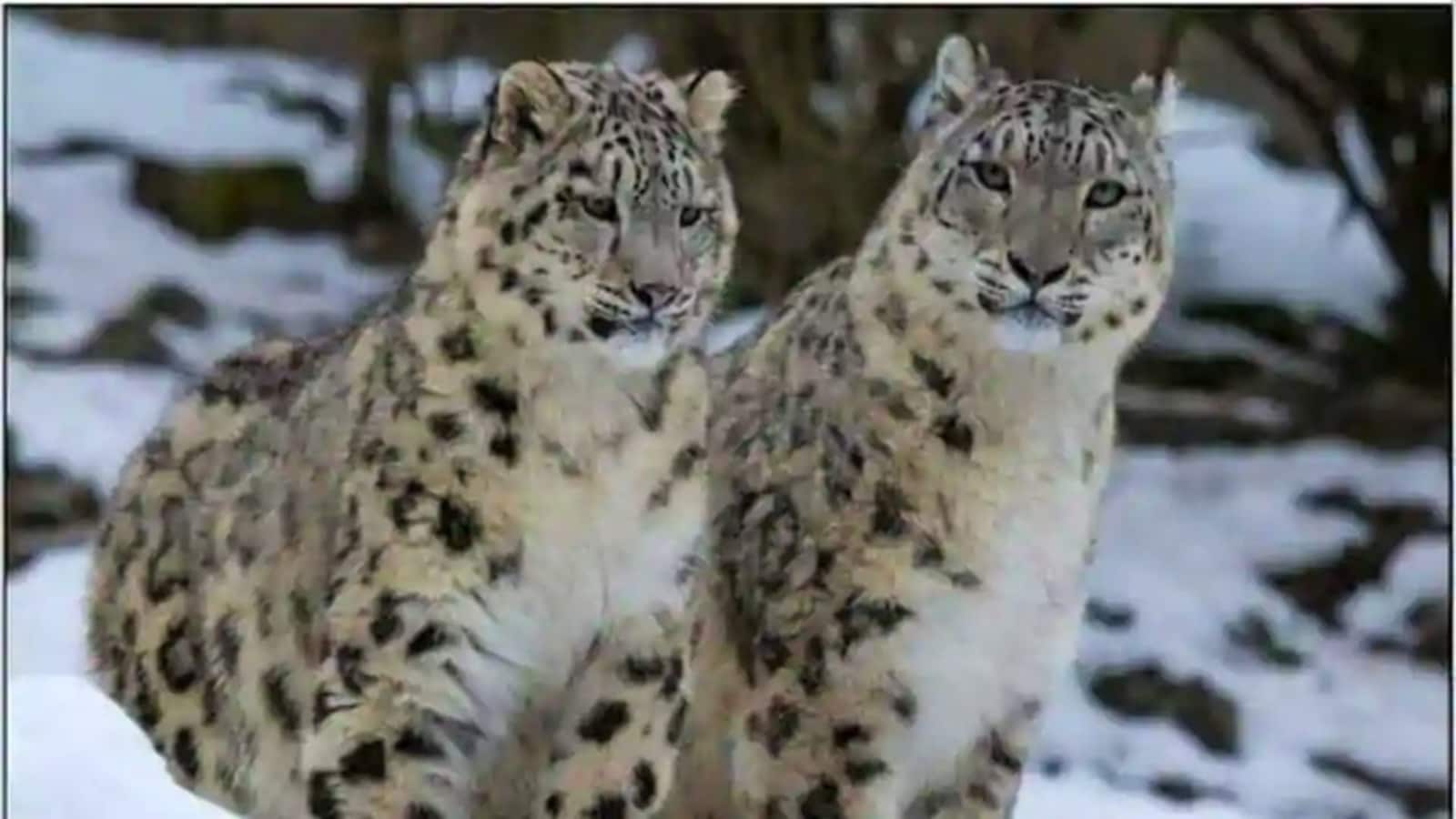 Aqua Snow Leopard Wallpapers