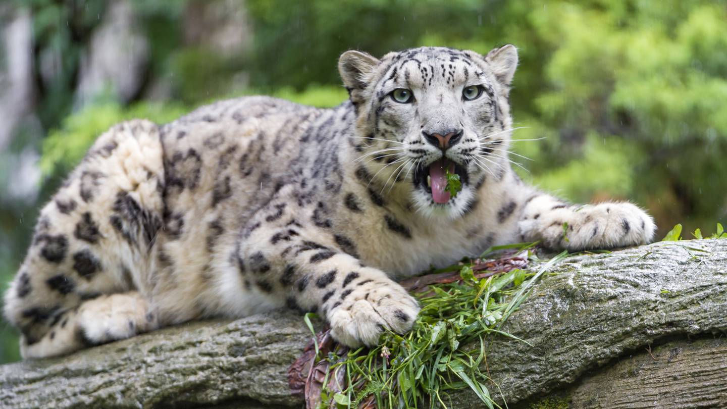 Aqua Snow Leopard Wallpapers