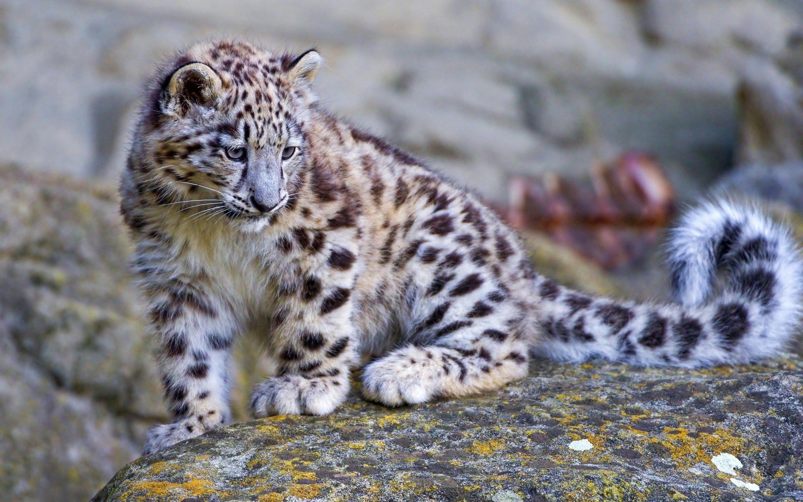 Aqua Snow Leopard Wallpapers