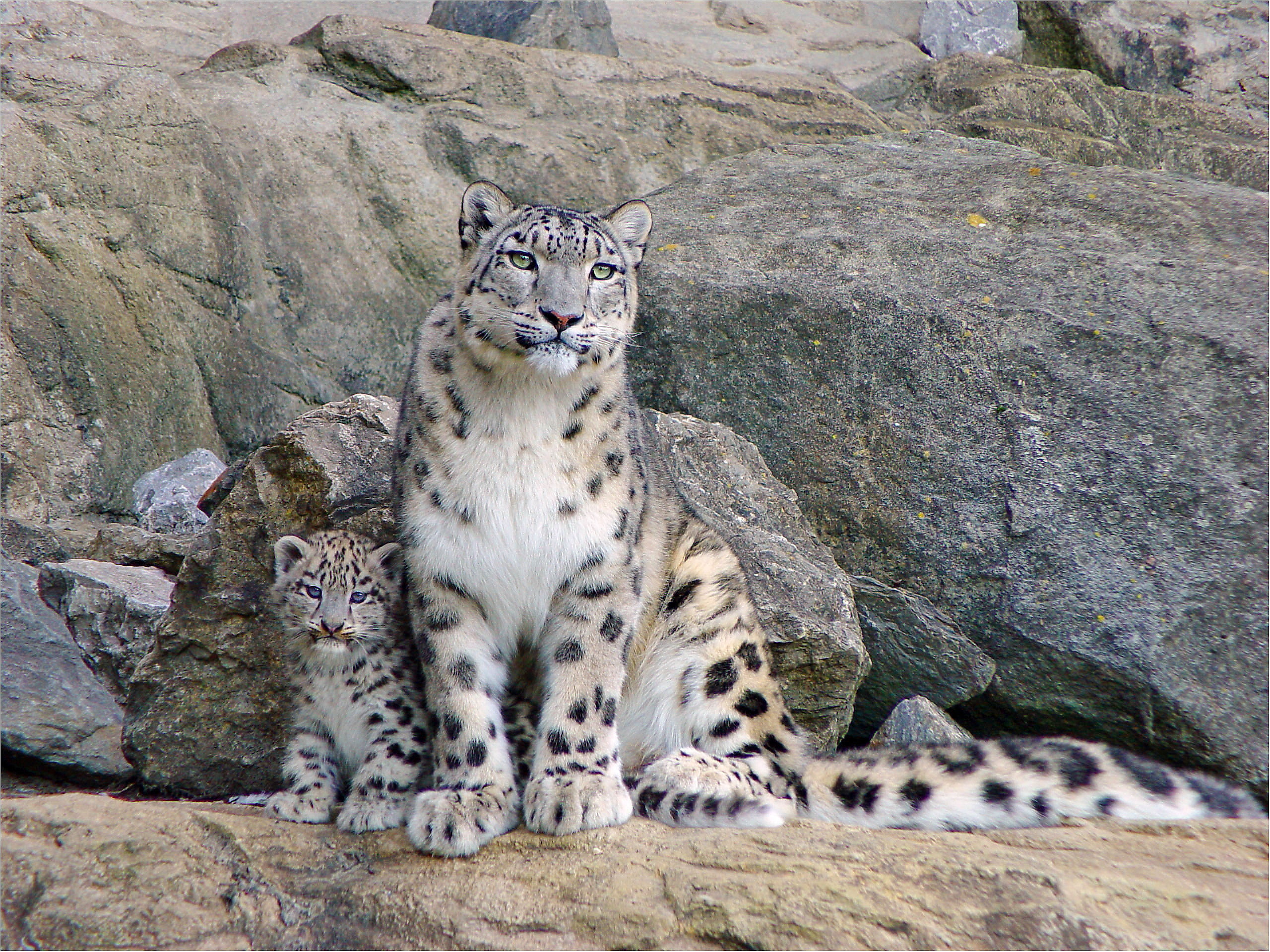 Aqua Snow Leopard Wallpapers