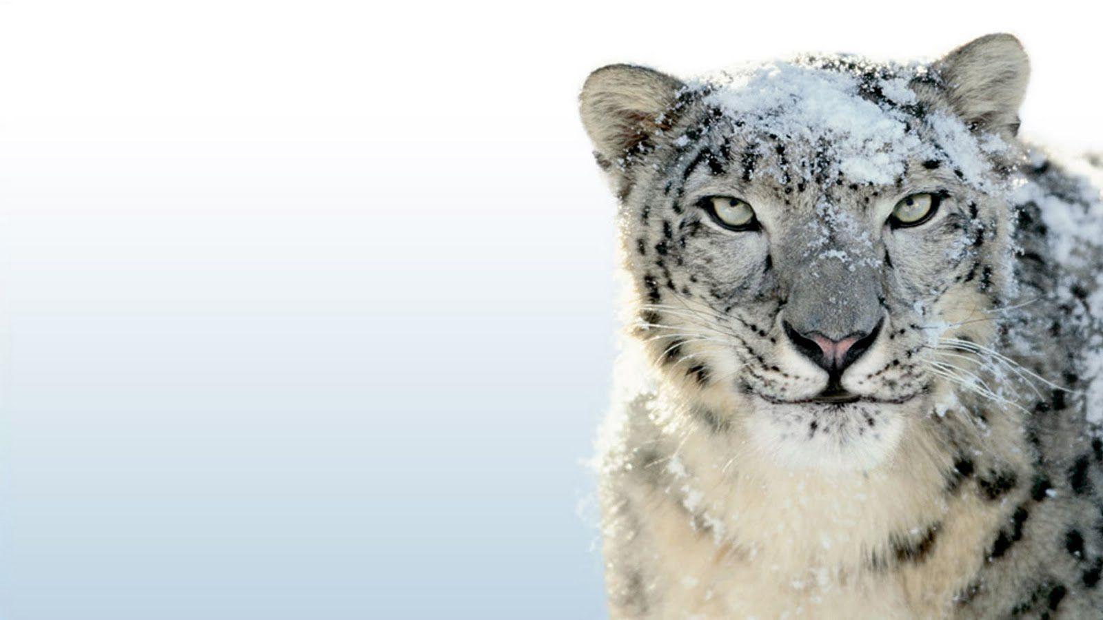 Aqua Snow Leopard Wallpapers