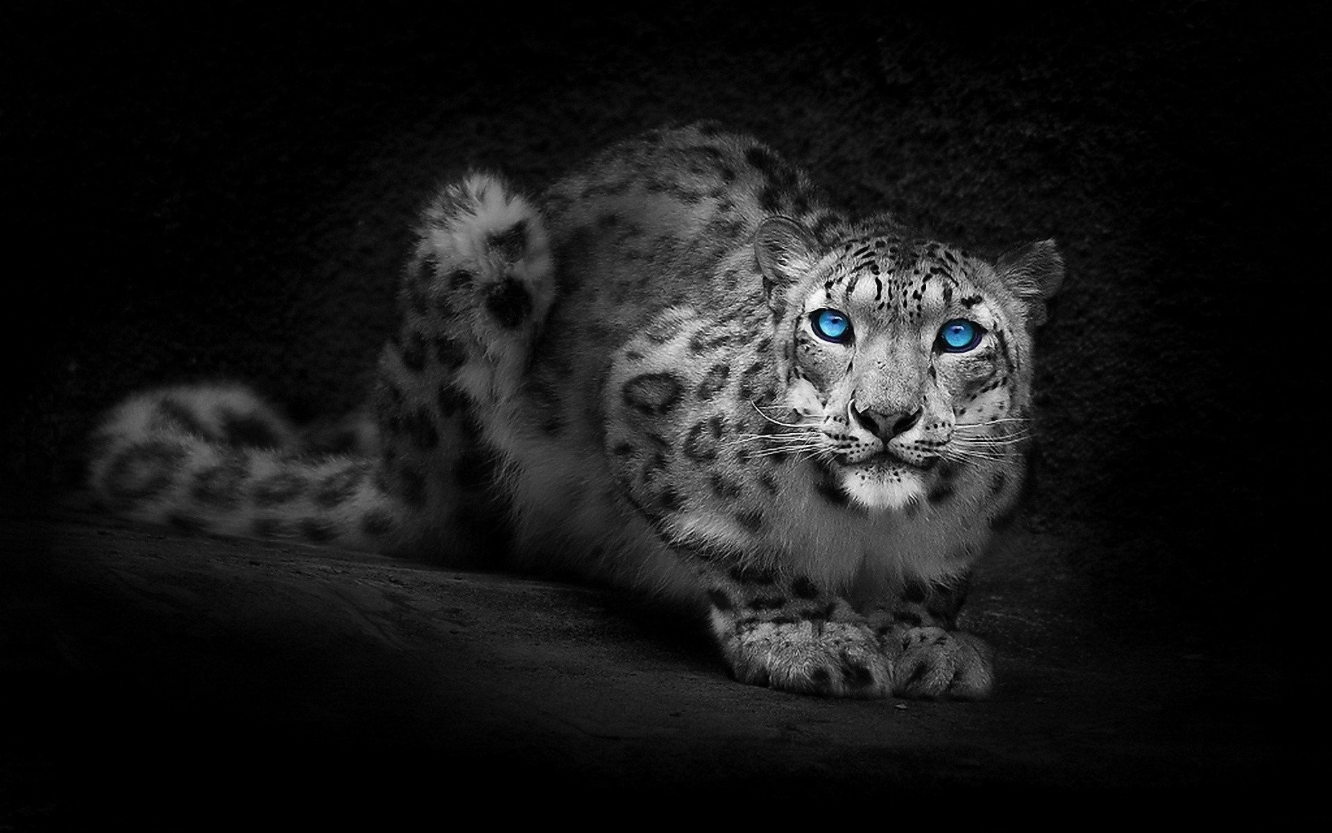 Aqua Snow Leopard Wallpapers