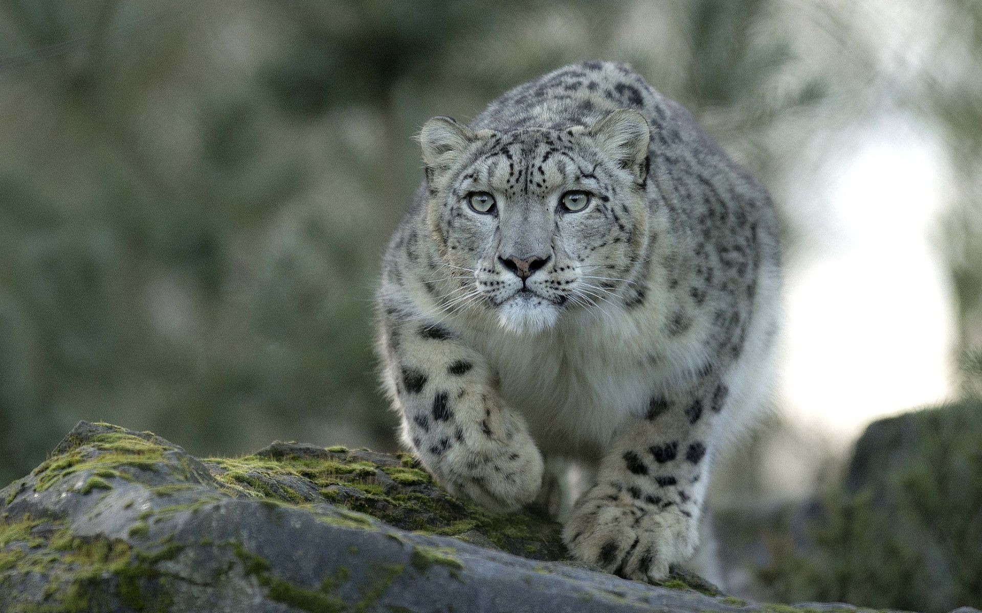 Aqua Snow Leopard Wallpapers