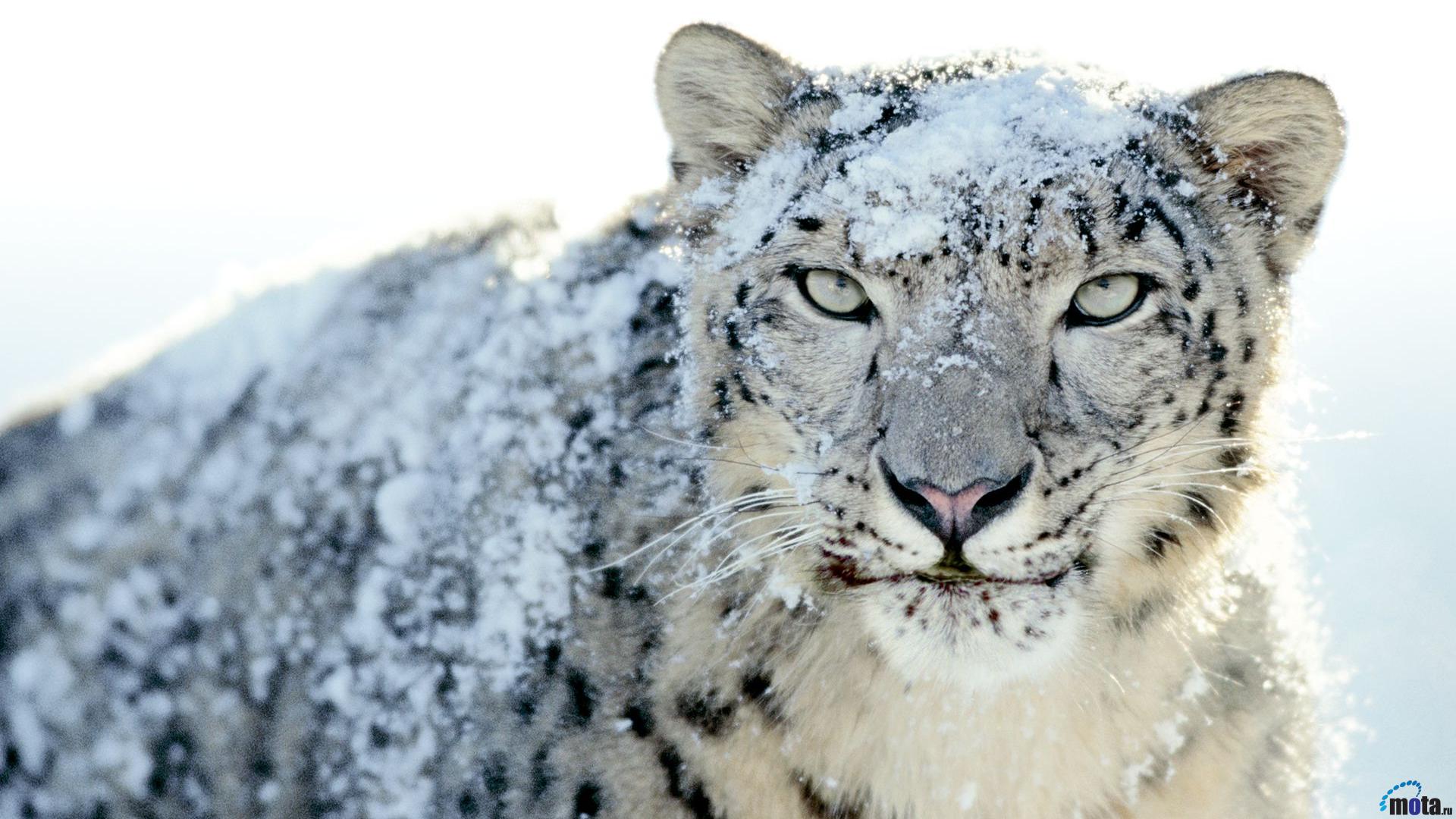 Aqua Snow Leopard Wallpapers