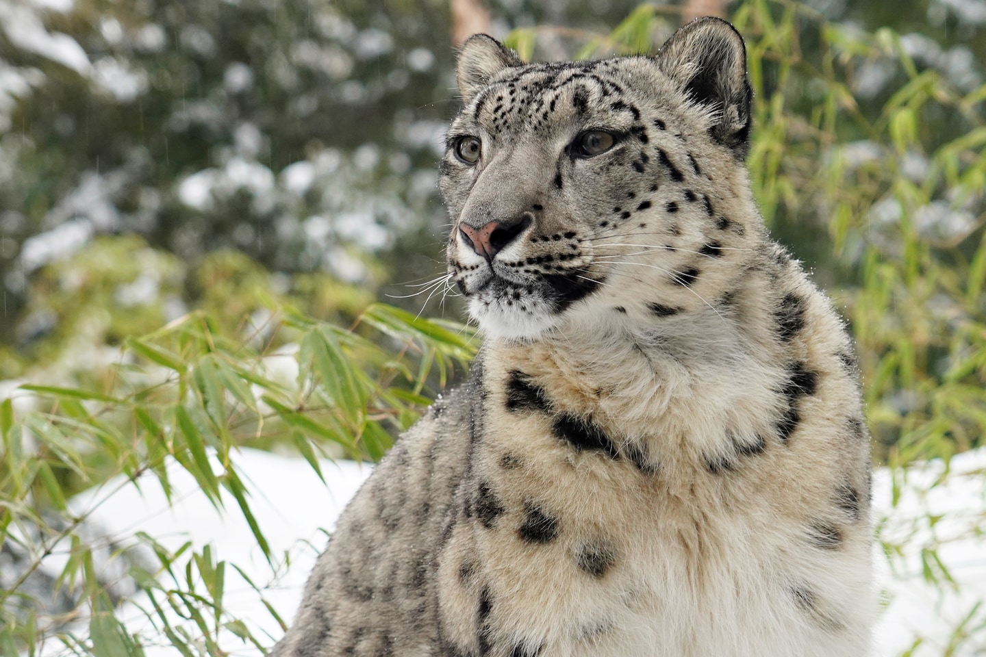 Aqua Snow Leopard Wallpapers