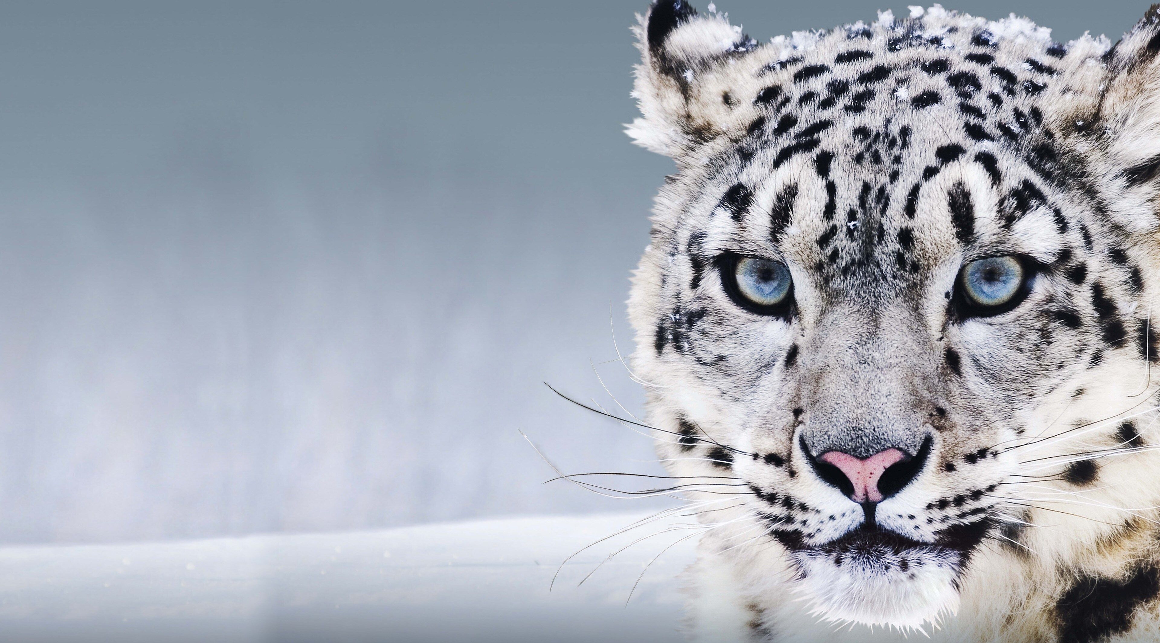 Aqua Snow Leopard Wallpapers