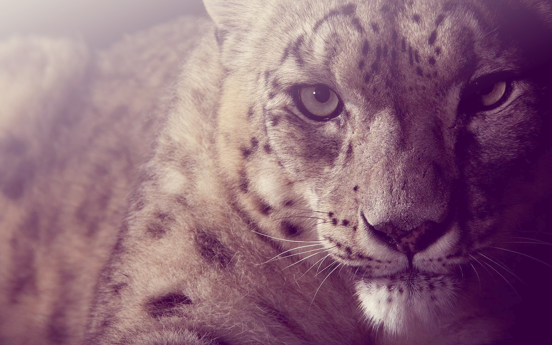 Aqua Snow Leopard Wallpapers