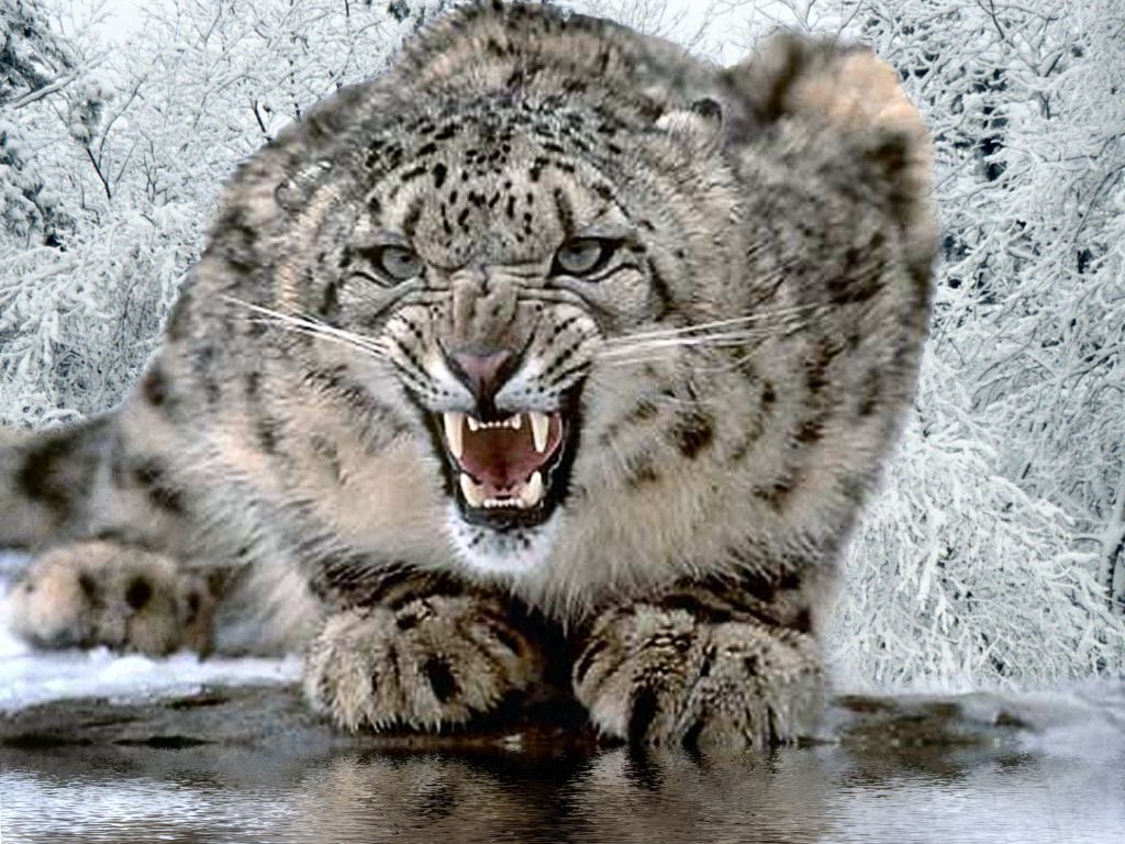 Aqua Snow Leopard Wallpapers