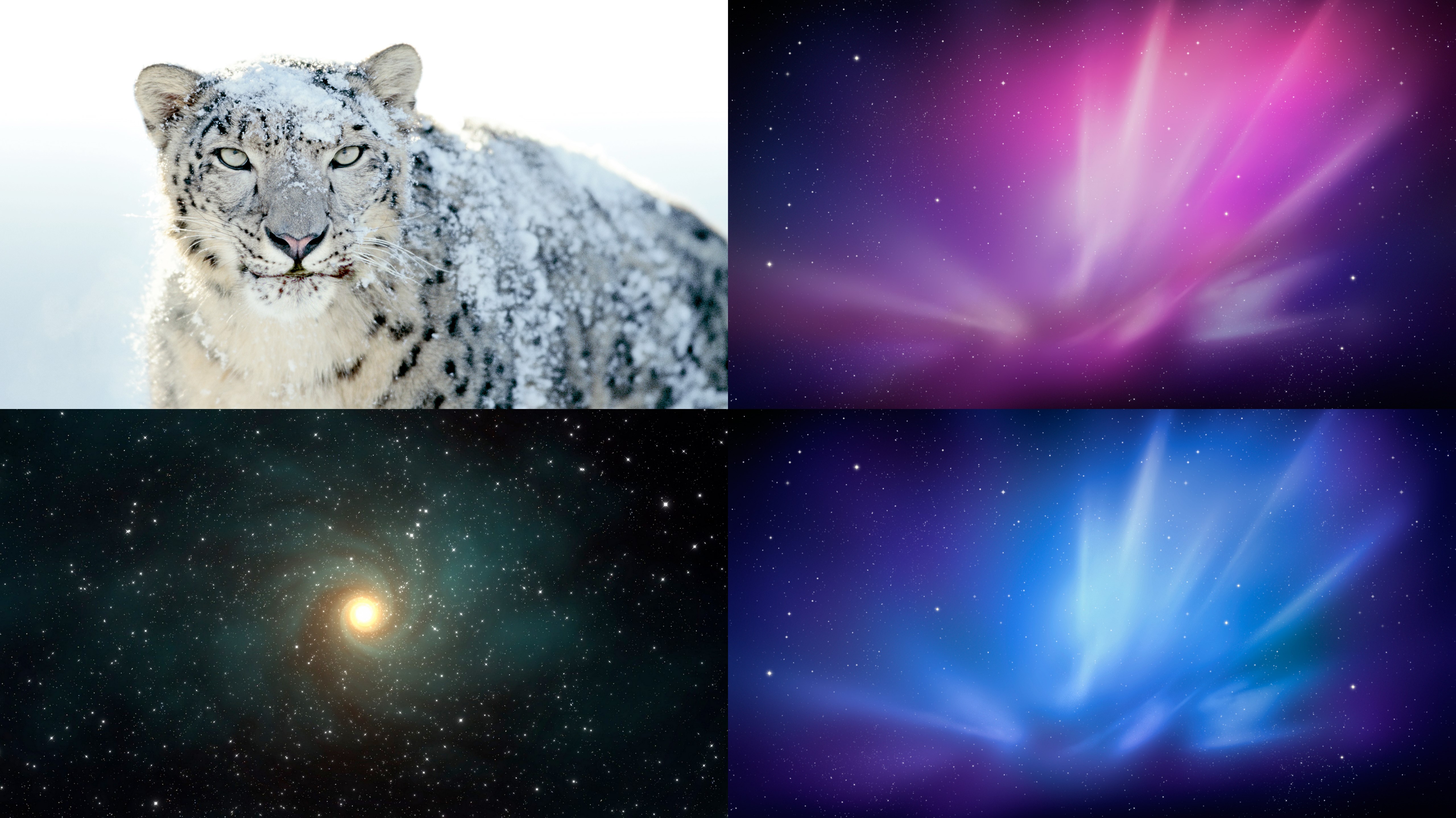 Aqua Snow Leopard Wallpapers