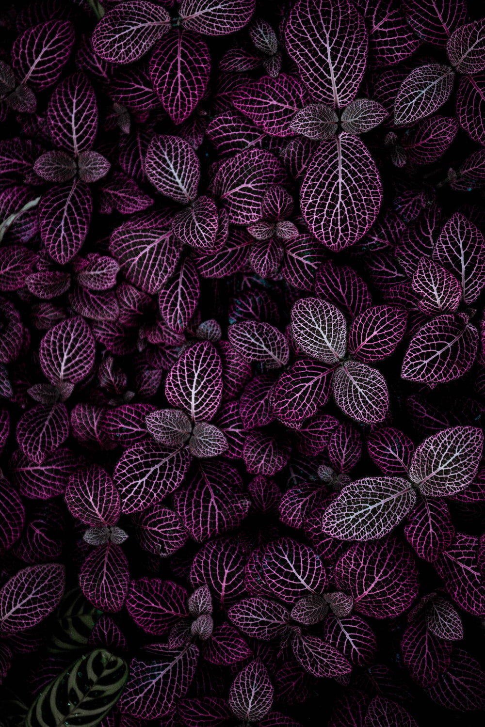 Forest Purple Gradient Wallpapers