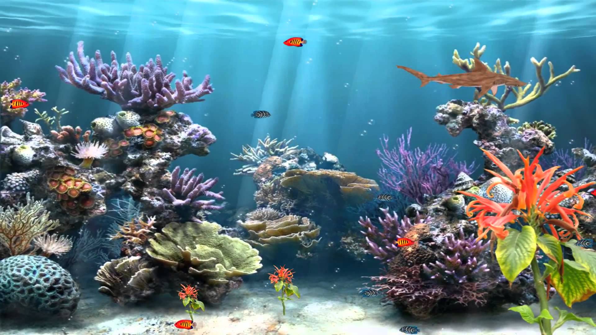 Abstract Coral Reef Wallpapers