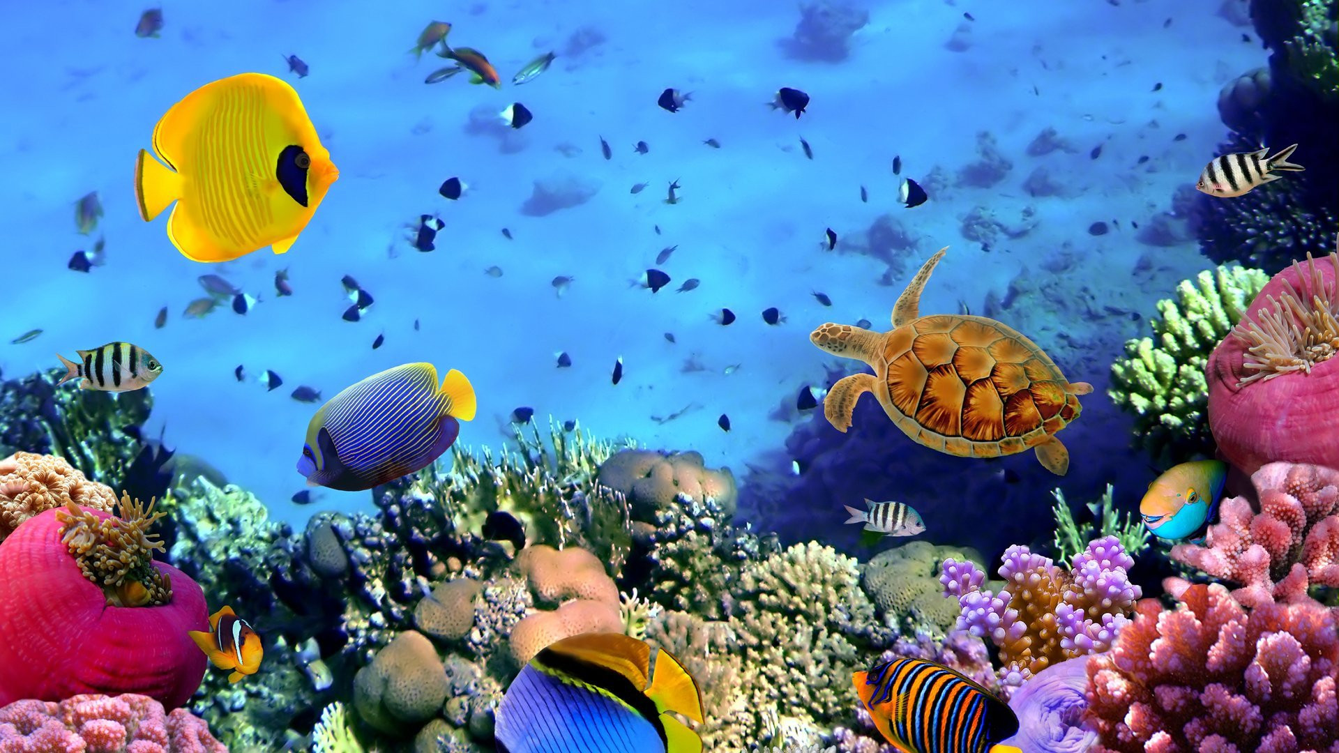 Abstract Coral Reef Wallpapers