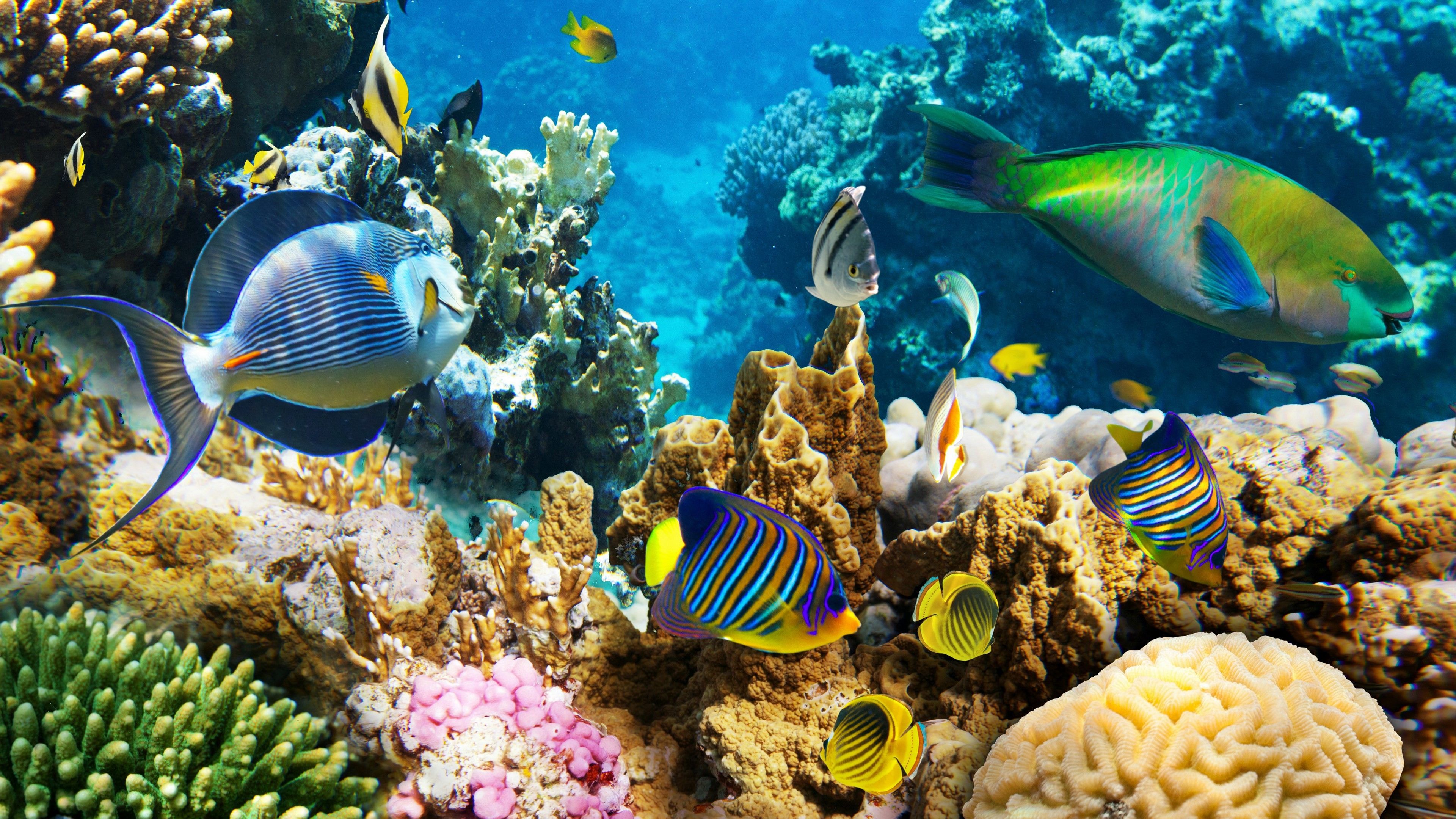 Abstract Coral Reef Wallpapers