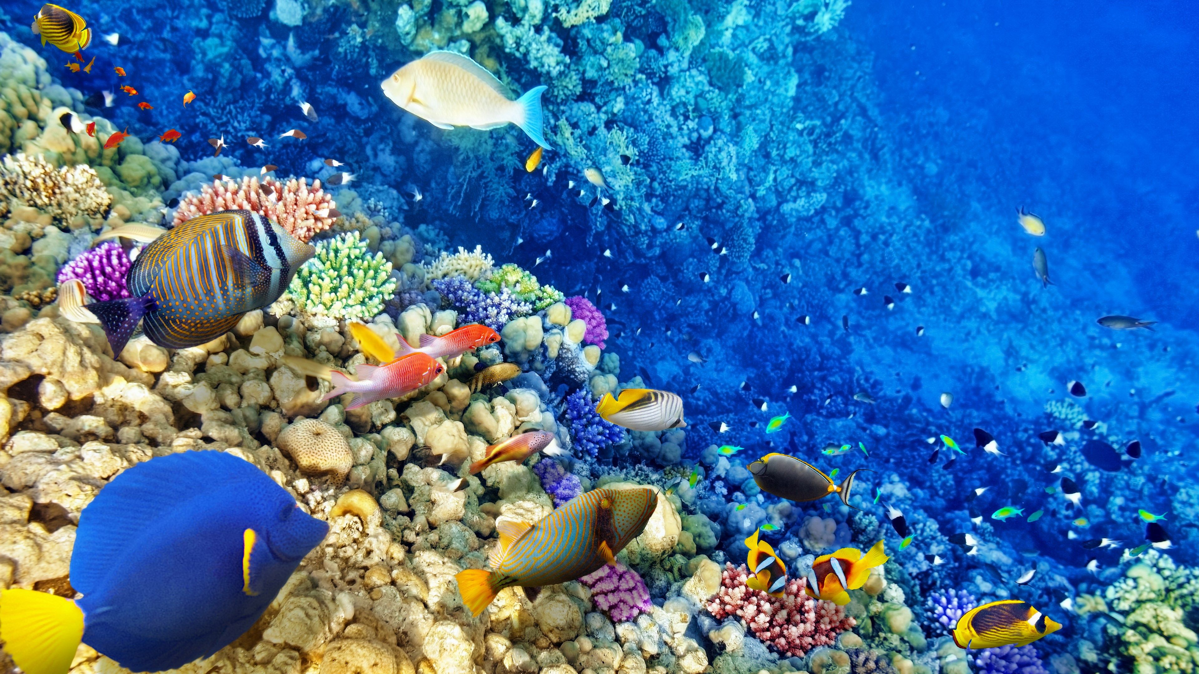 Abstract Coral Reef Wallpapers