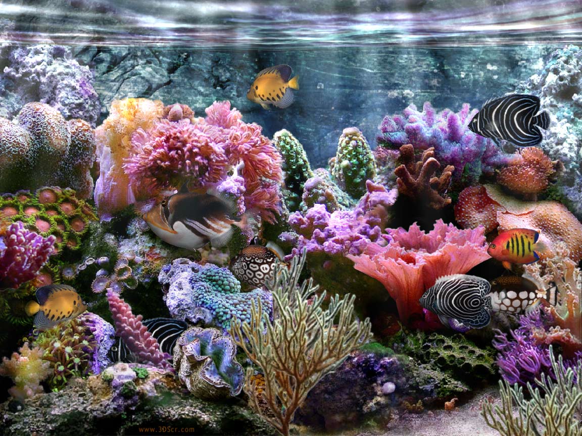 Abstract Coral Reef Wallpapers