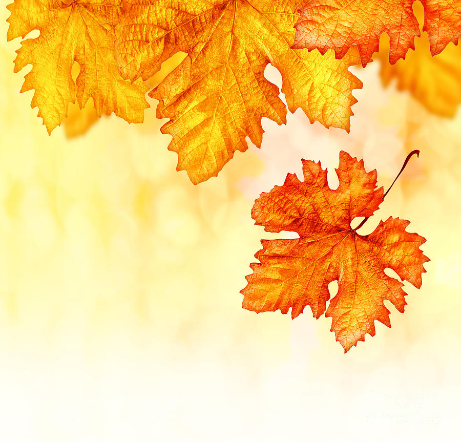 Abstract Autumn Wallpapers