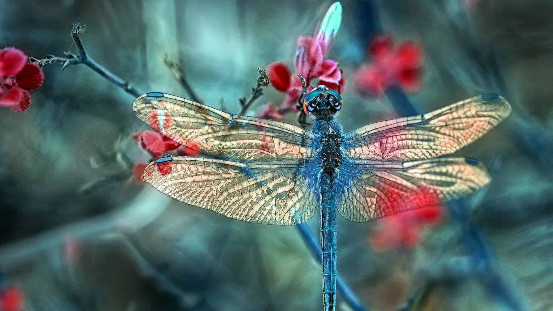 Abstract Dragonfly Wallpapers