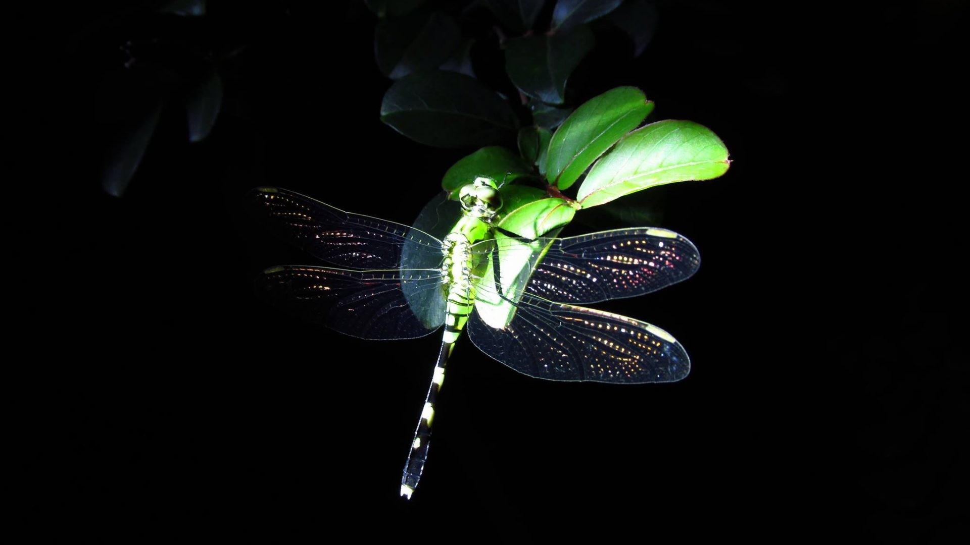 Abstract Dragonfly Wallpapers