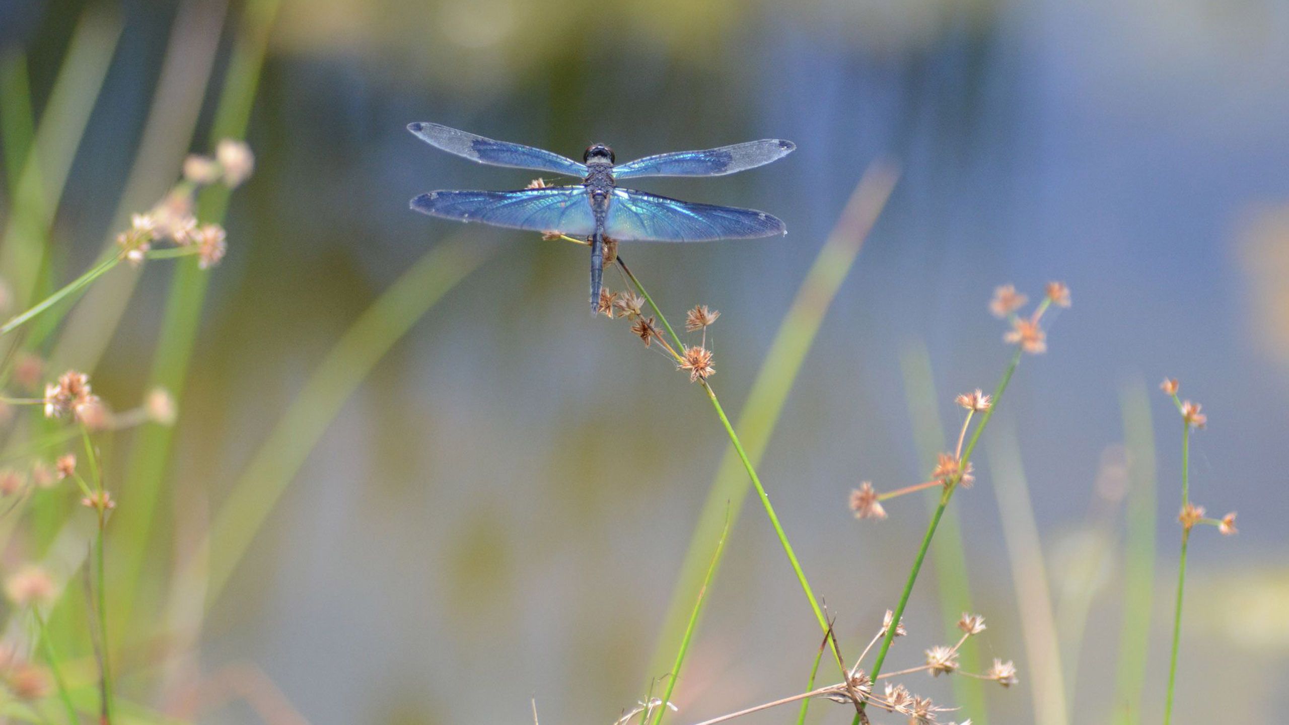 Abstract Dragonfly Wallpapers