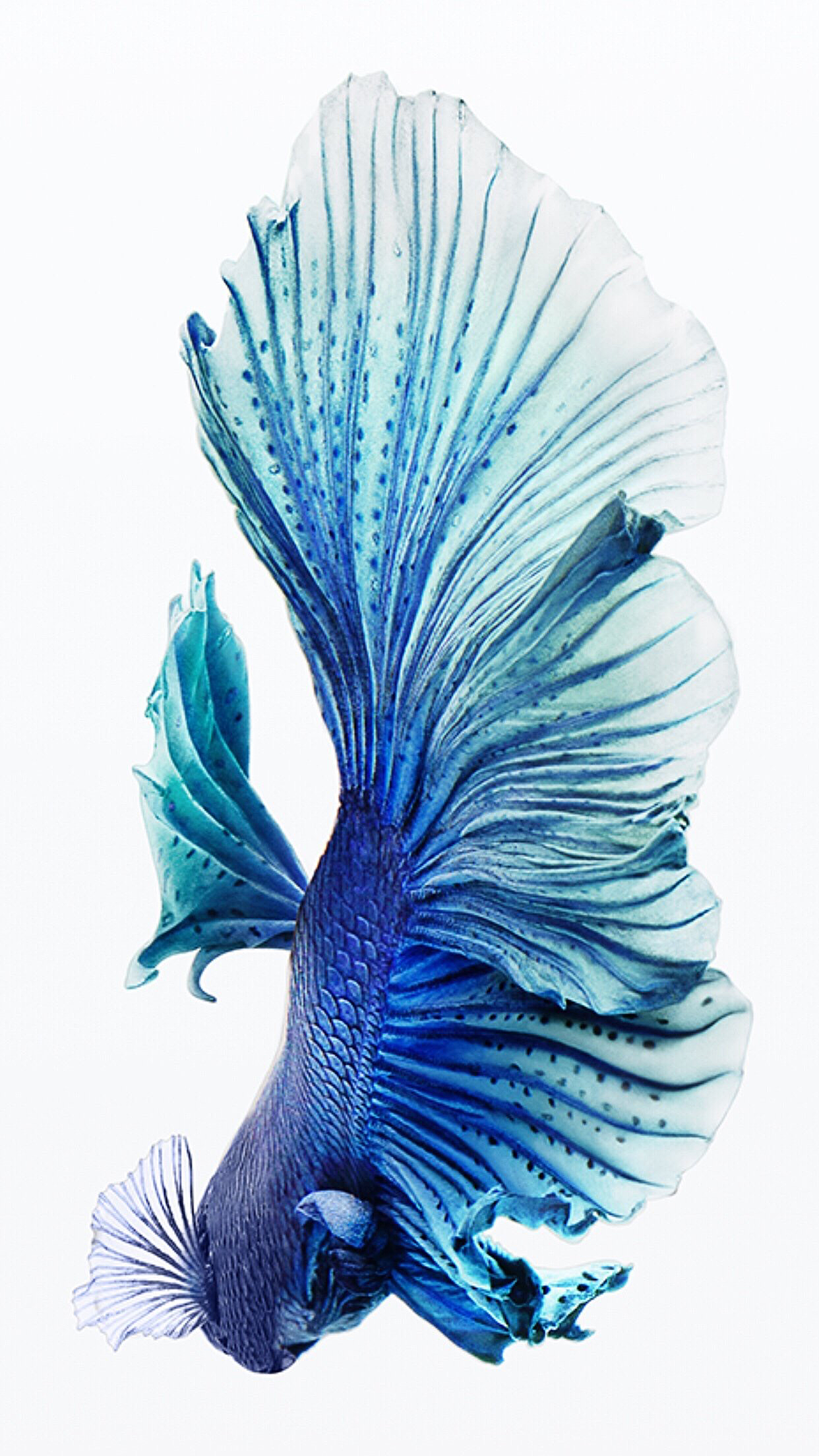 Abstract Fish Wallpapers