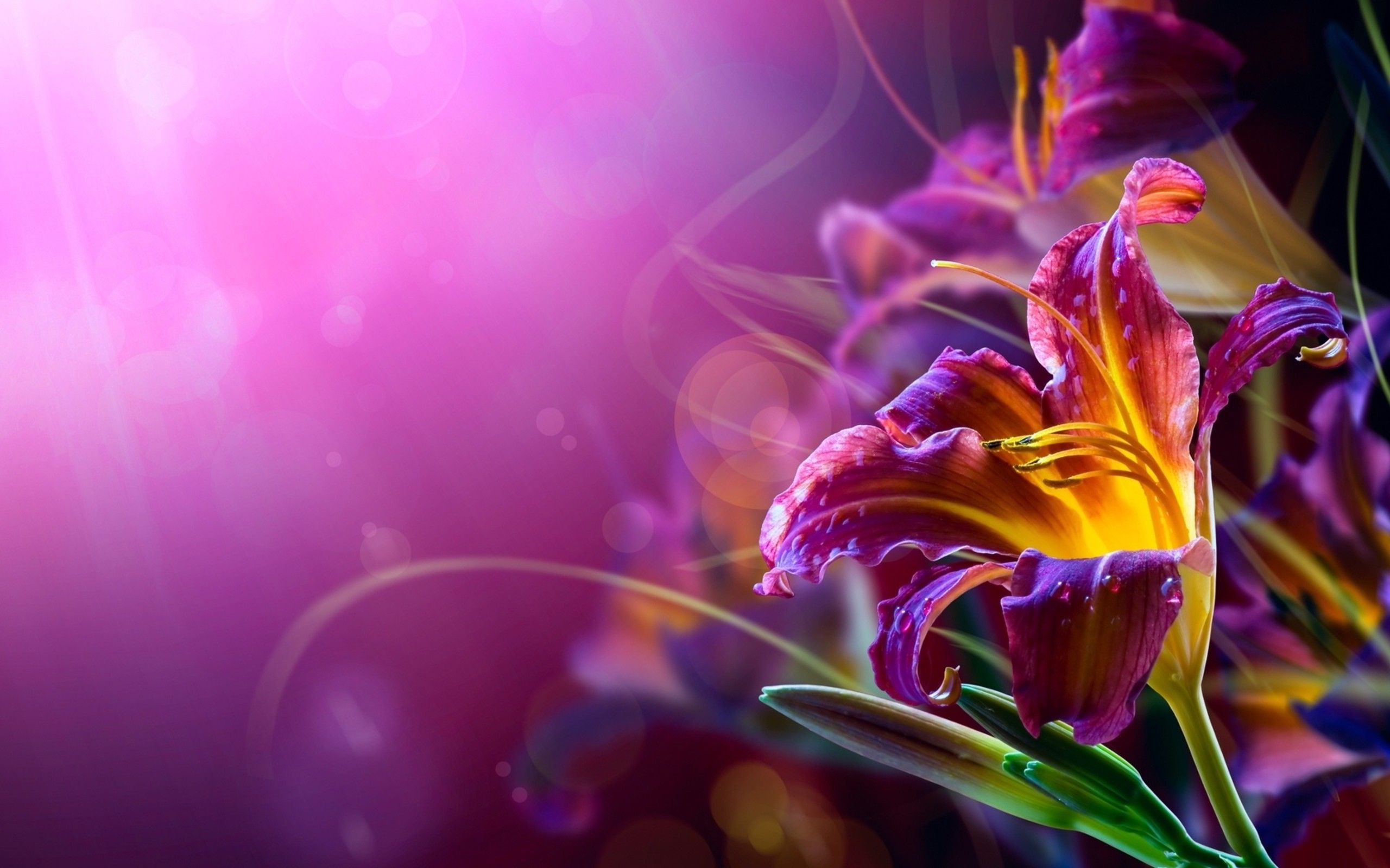 Abstract Floral Desktop Wallpapers