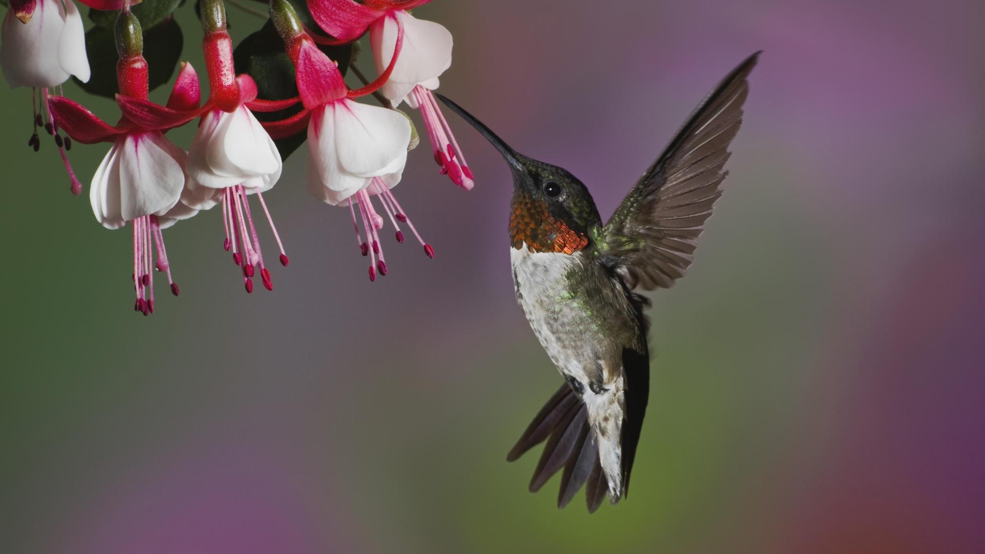 Abstract Hummingbird Wallpapers