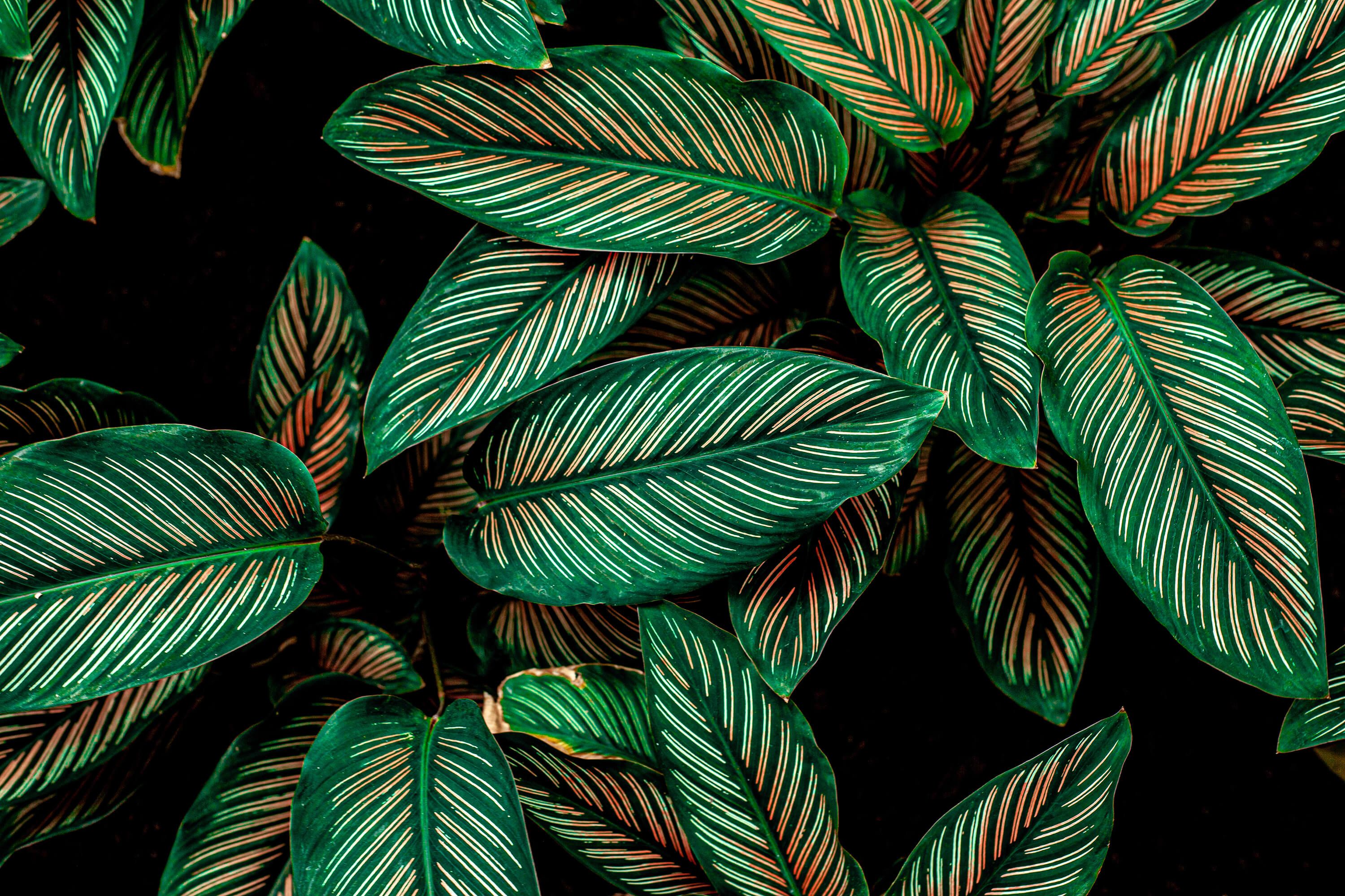 Abstract Leaves Wallpapers