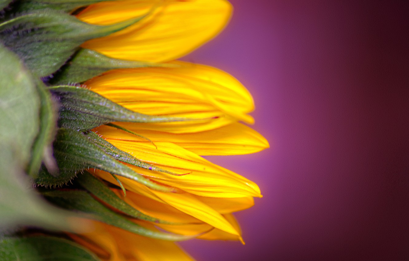 Abstract Sunflower Wallpapers