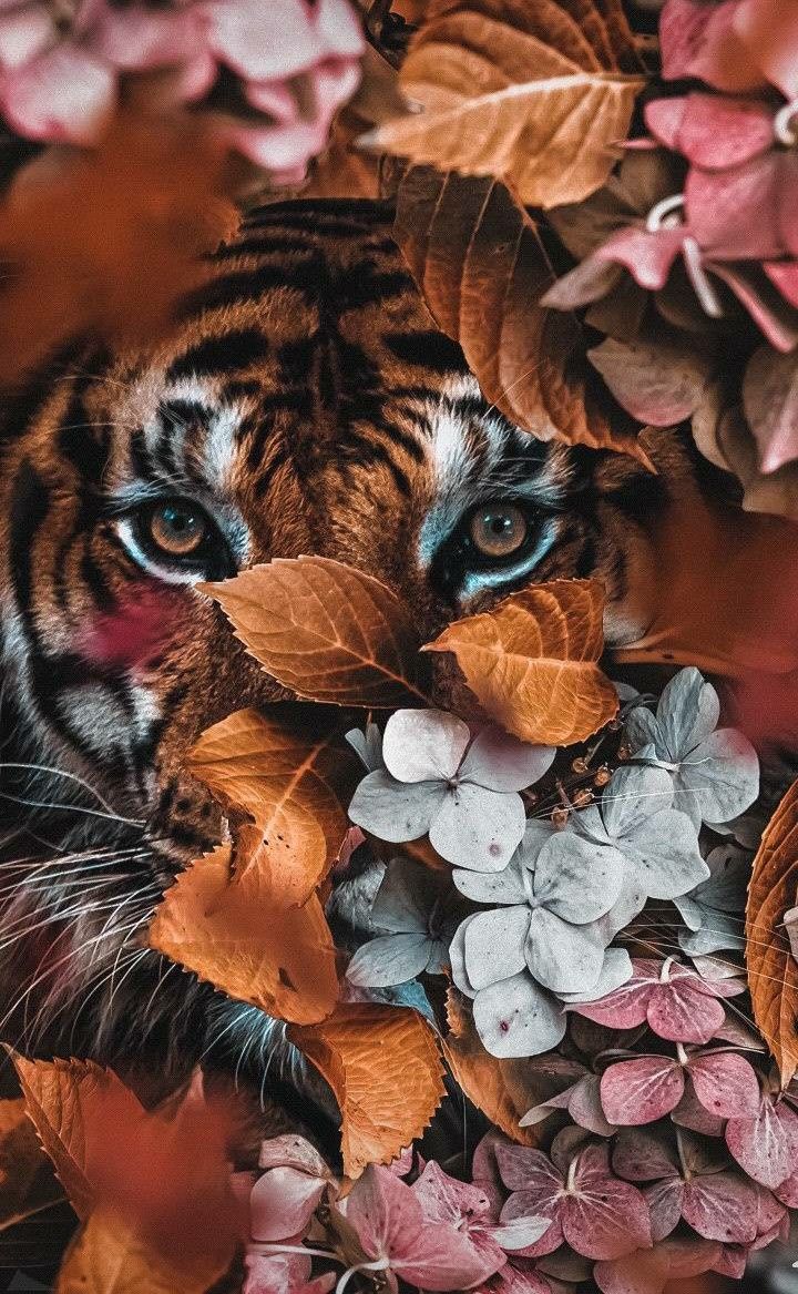 Aesthetic Animal Wallpapers