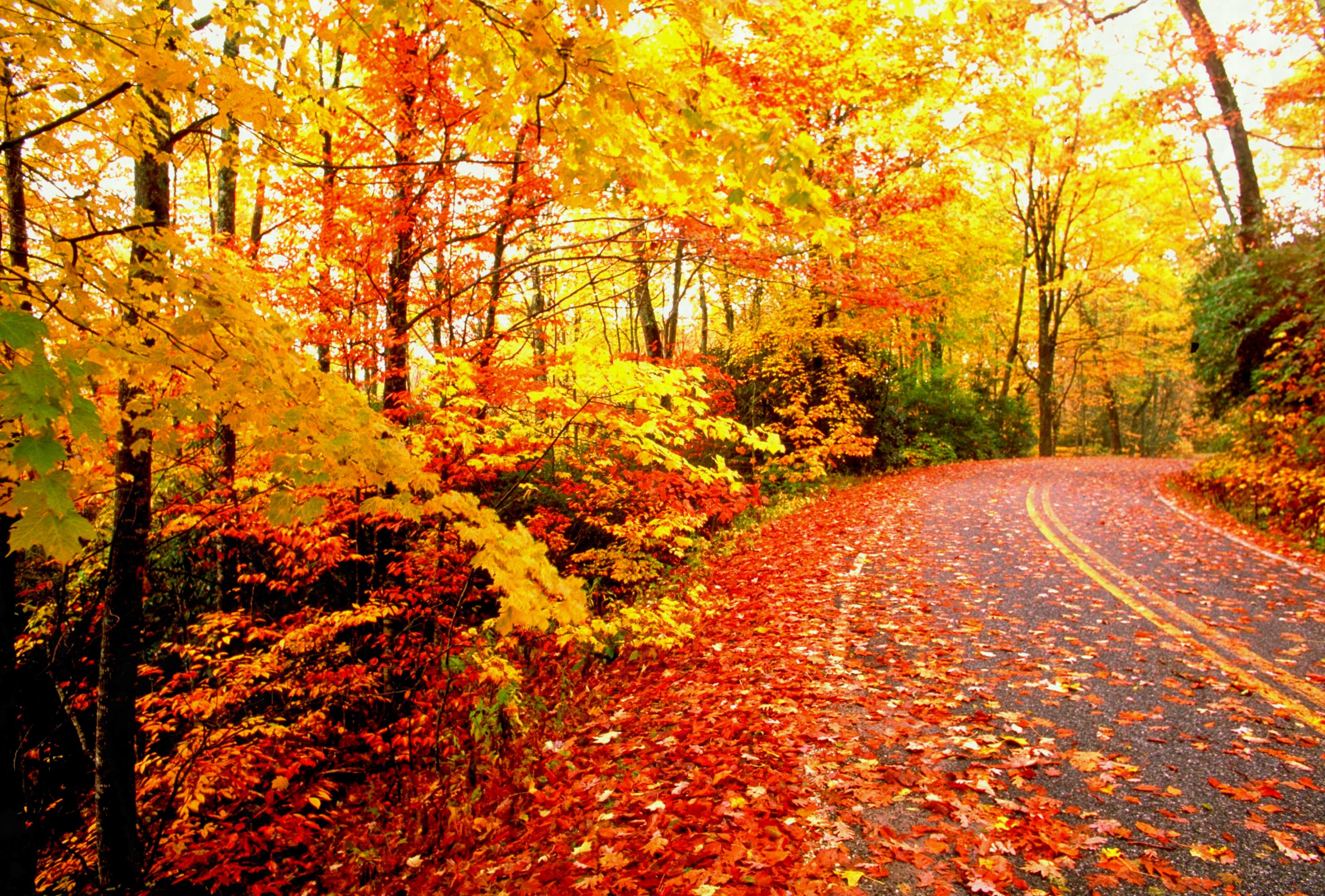 Aesthetic Autumn Wallpapers