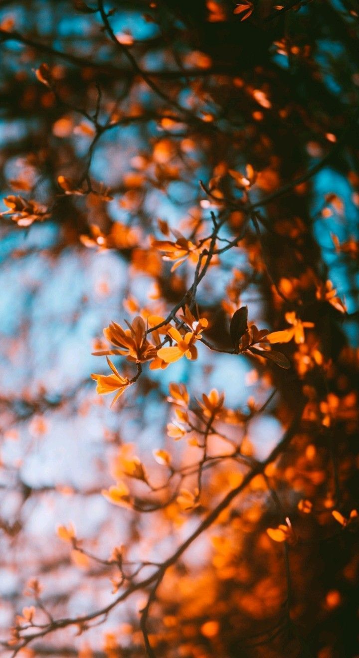 Aesthetic Autumn Wallpapers