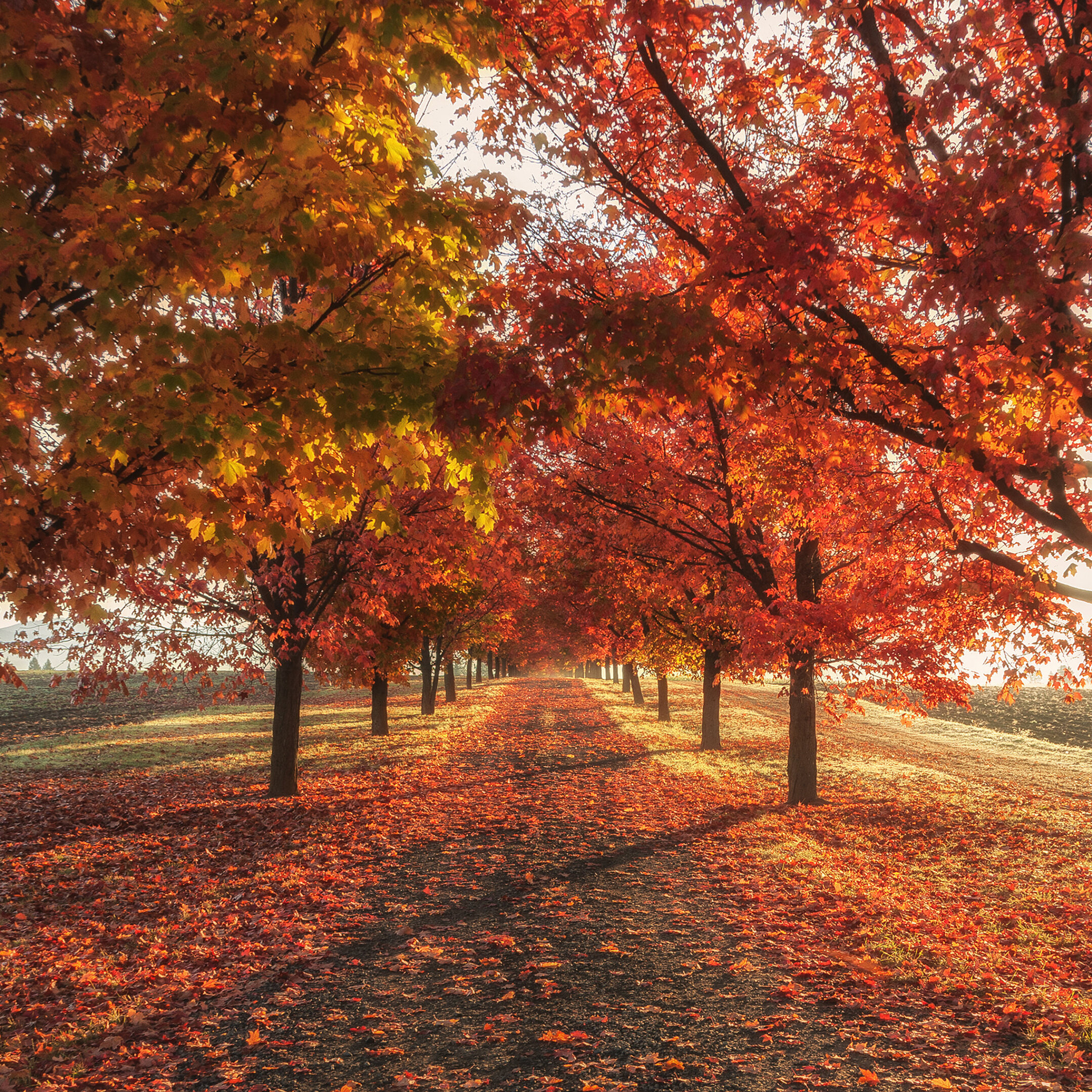 Aesthetic Autumn Wallpapers