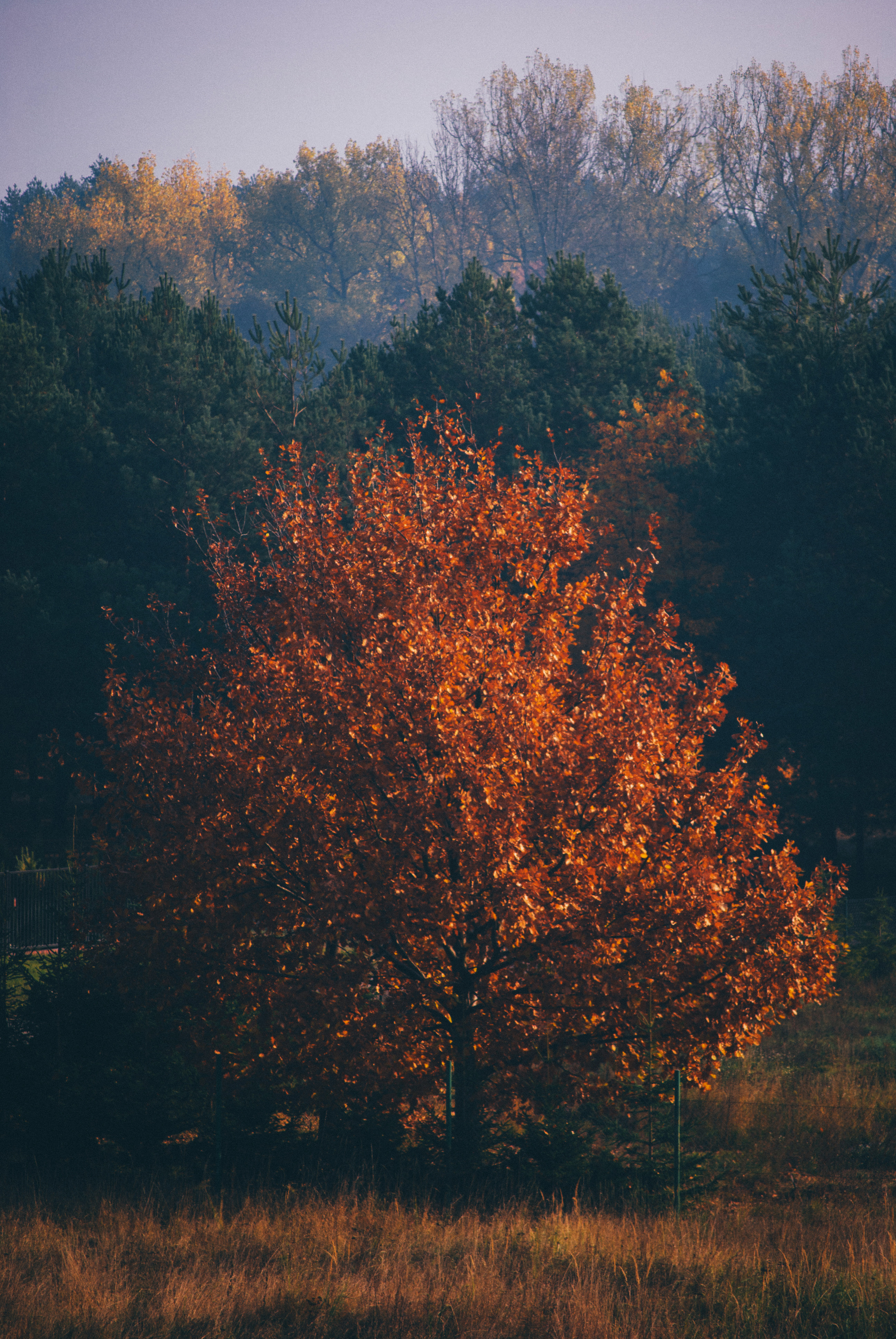 Aesthetic Autumn Wallpapers