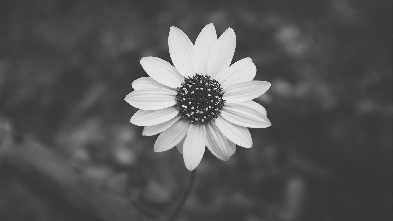 Aesthetic Black And White Wallpapers