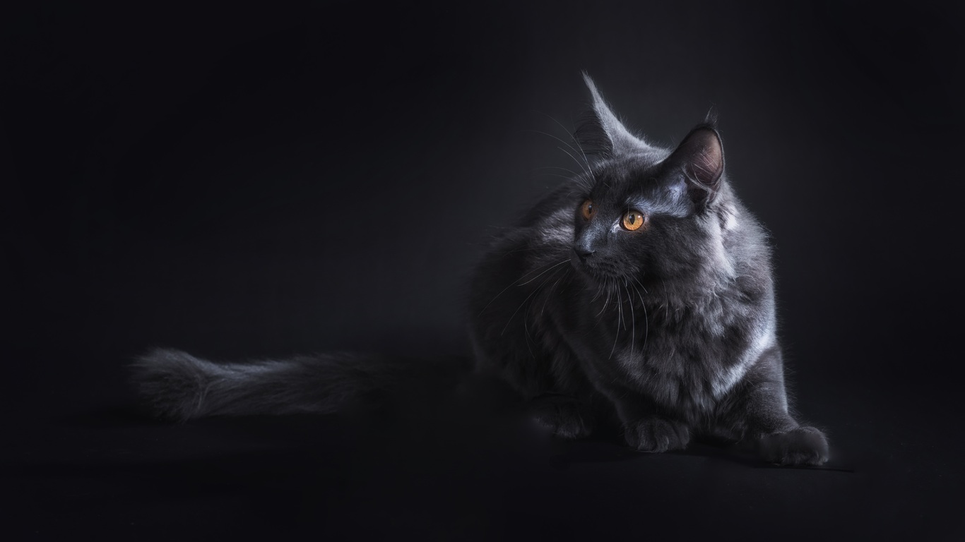Aesthetic Black Cats Wallpapers
