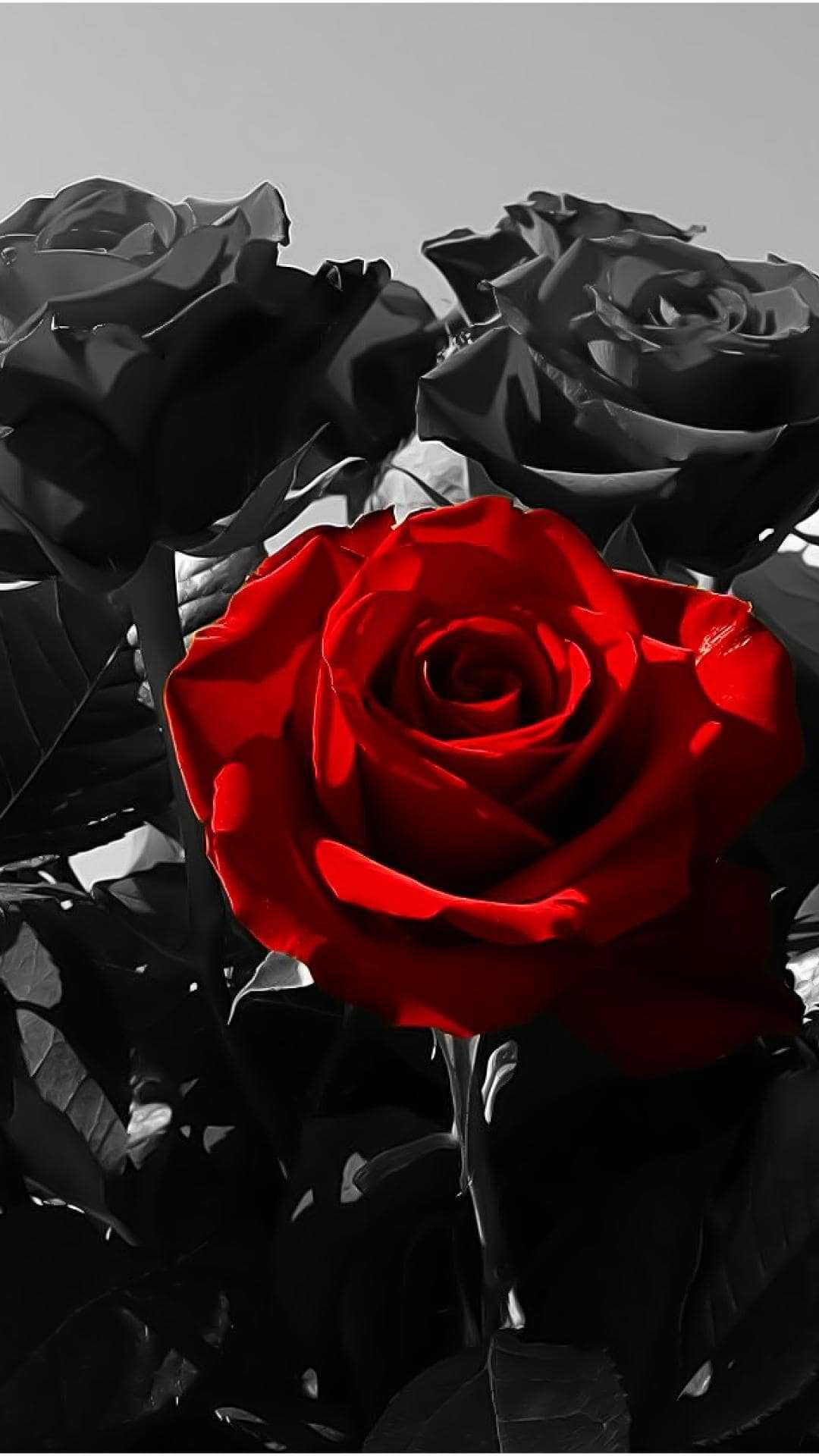 Aesthetic Black Rose Wallpapers