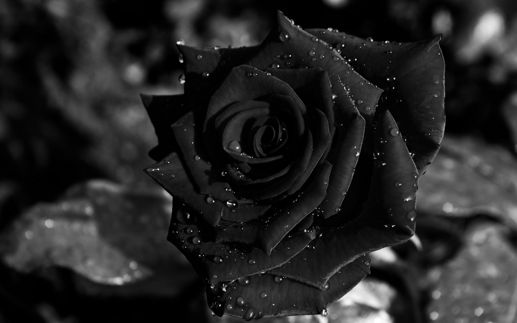 Aesthetic Black Rose Wallpapers