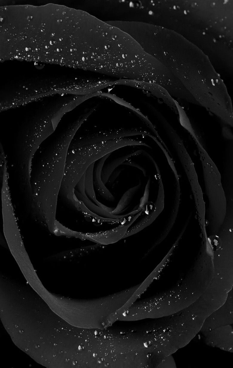 Aesthetic Black Rose Wallpapers