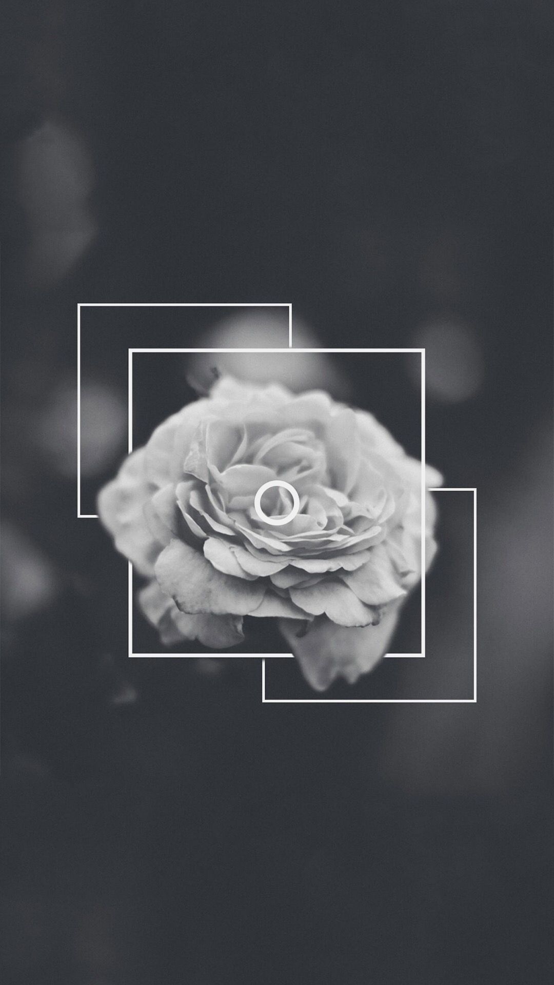 Aesthetic Black Rose Wallpapers