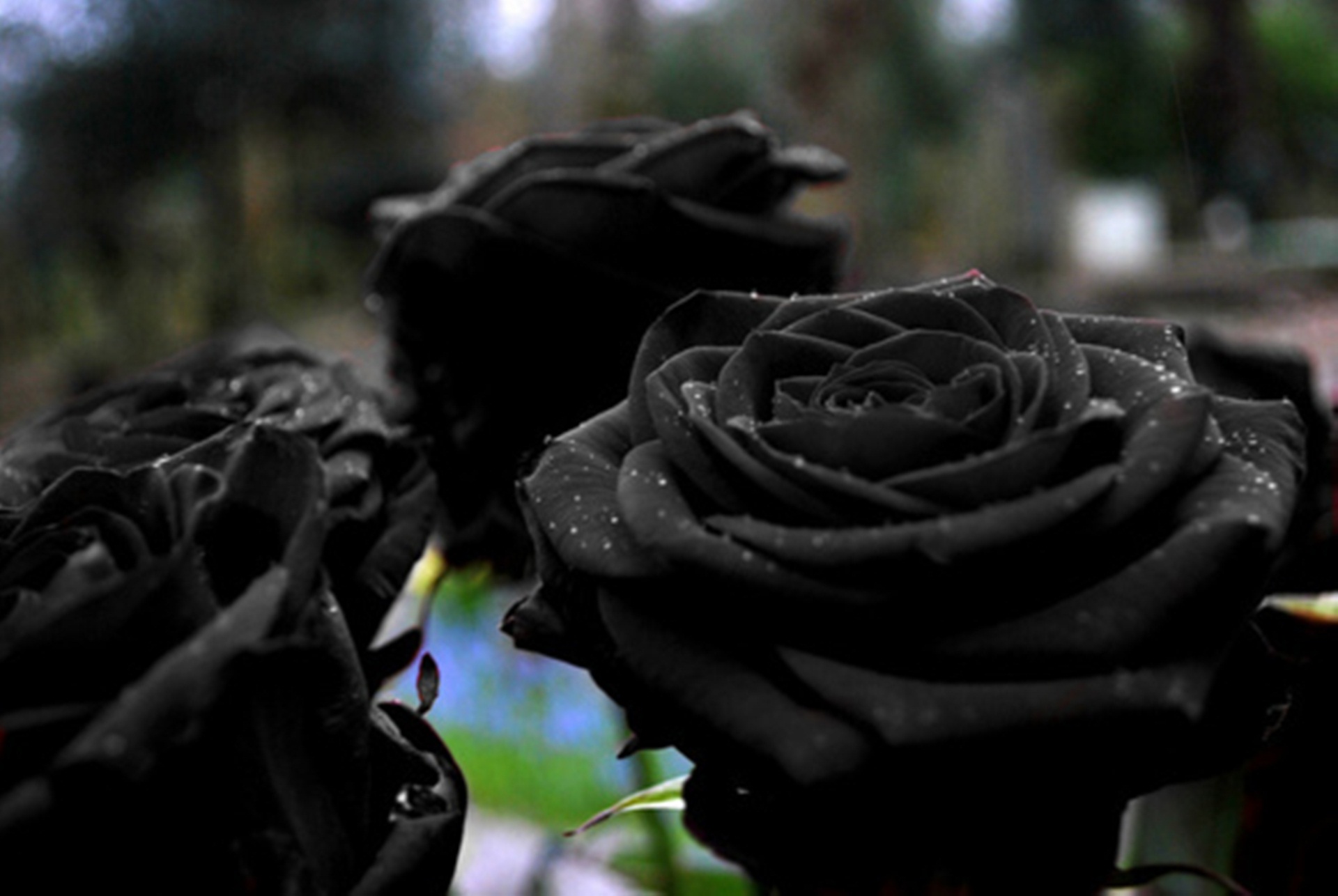 Aesthetic Black Rose Wallpapers